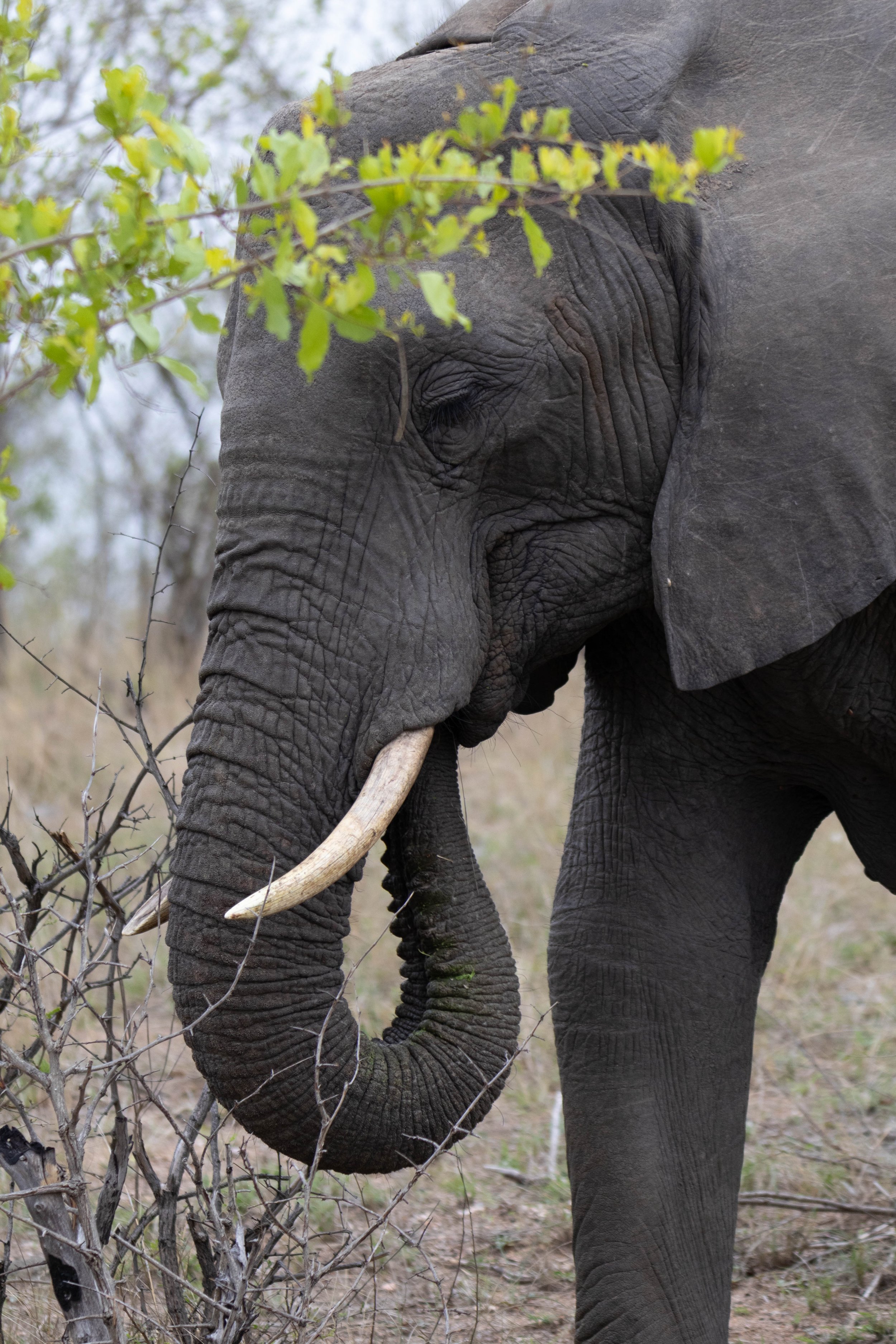 Manne Naweek-4447.jpg