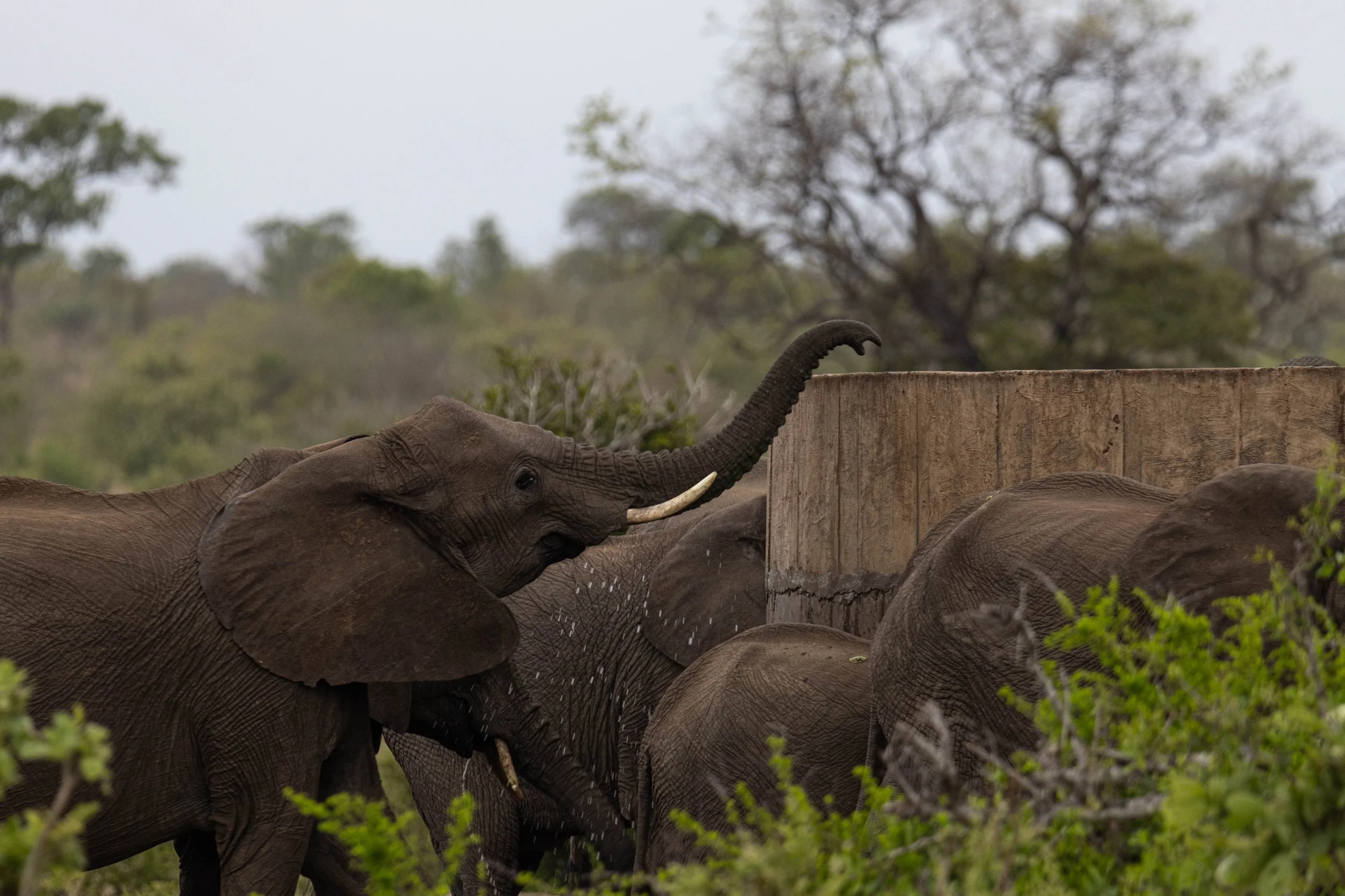 Manne Naweek-4600.jpg