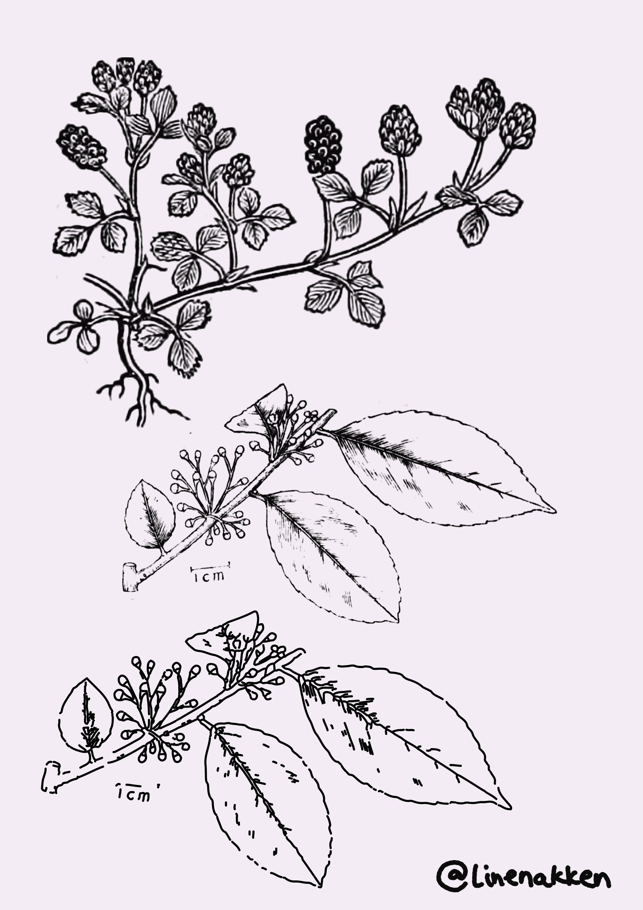 Tattoo Flash sheet 8