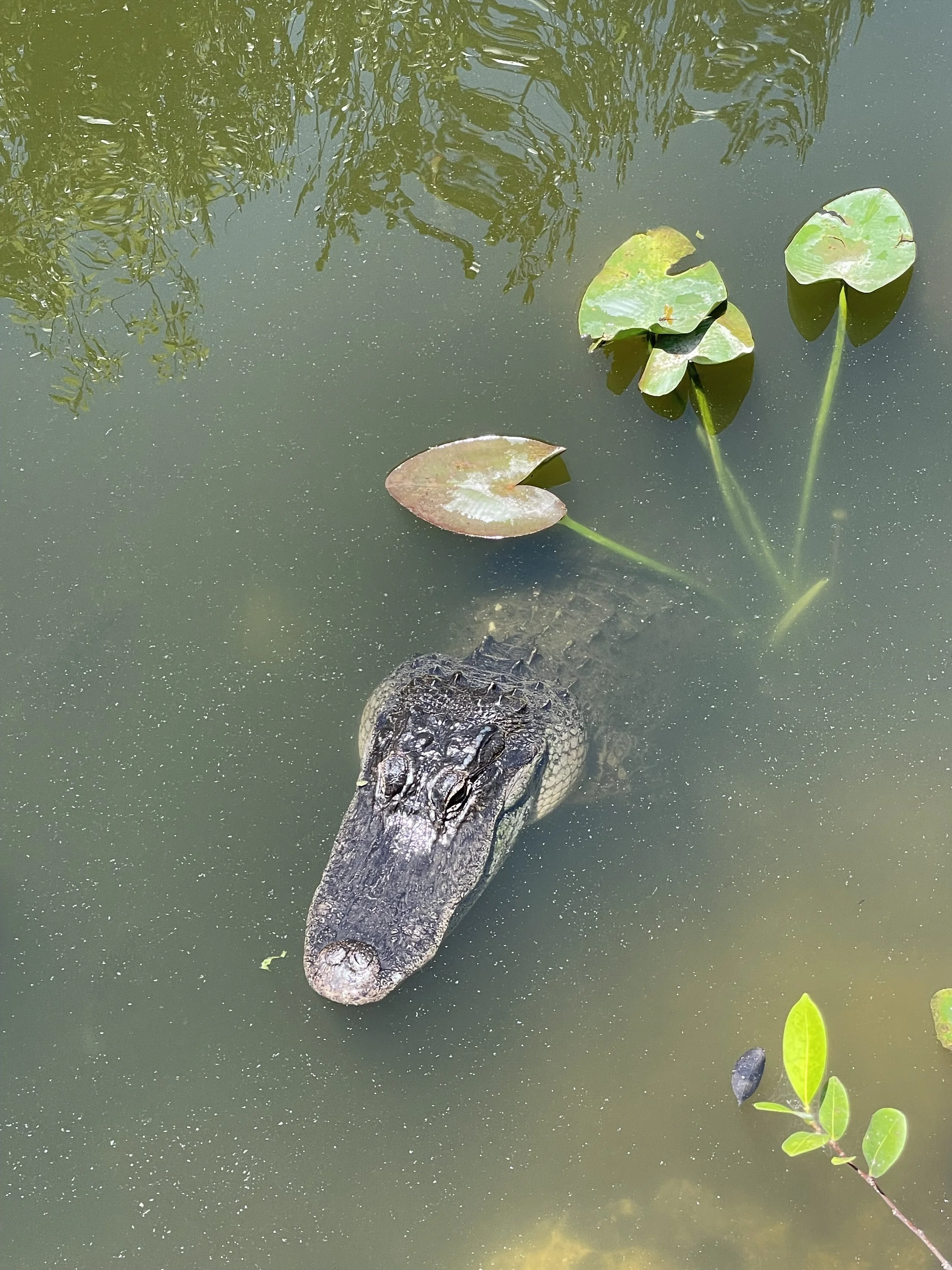 South Florida—Beaches and Wetlands