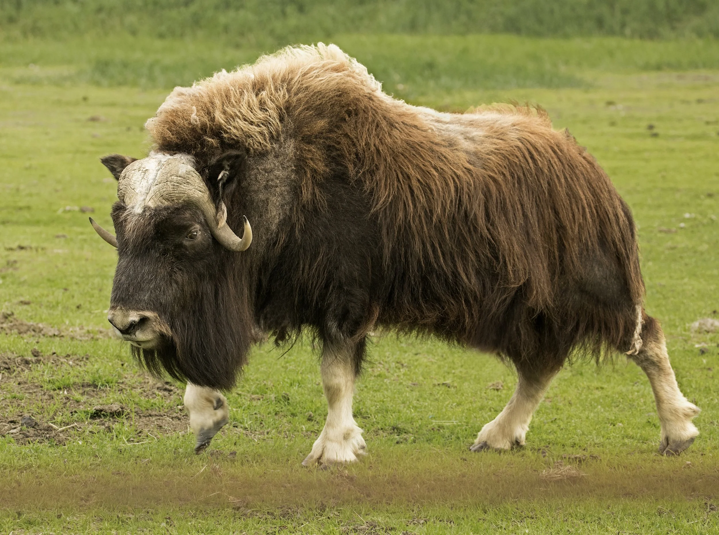 dreamstime_xxl_Alaska Wildlife Conservation Center.jpg