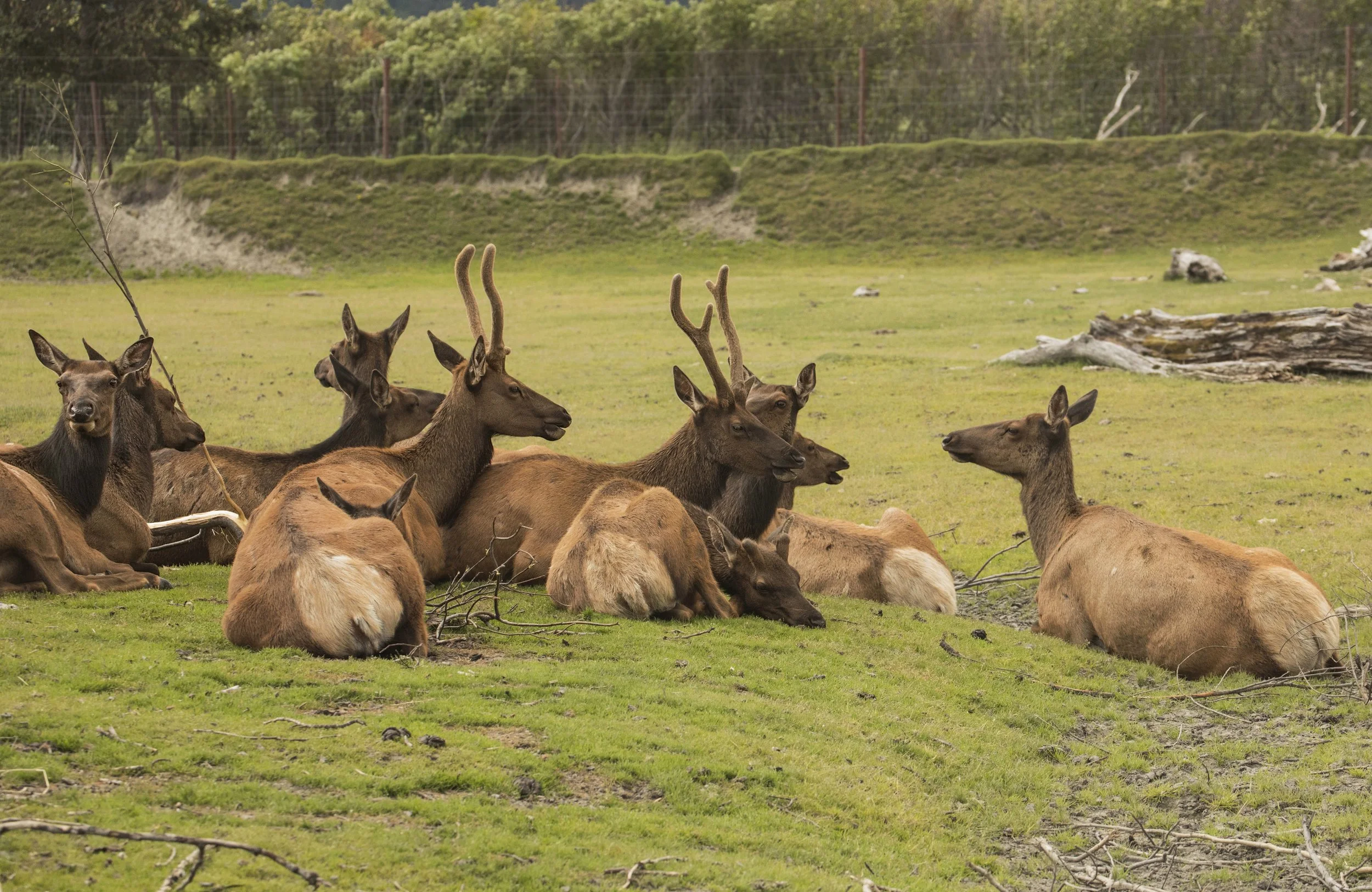 dreamstime_xxl_Alaska Wildlife Conservation Center3.jpg