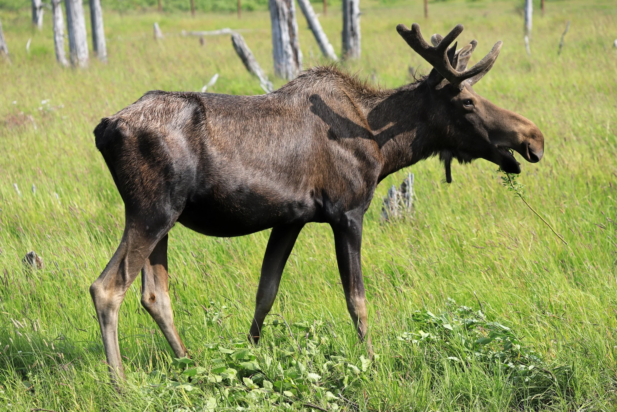 dreamstime_xxl_Alaskan Wildlife Conservation Center2smallfile.jpeg