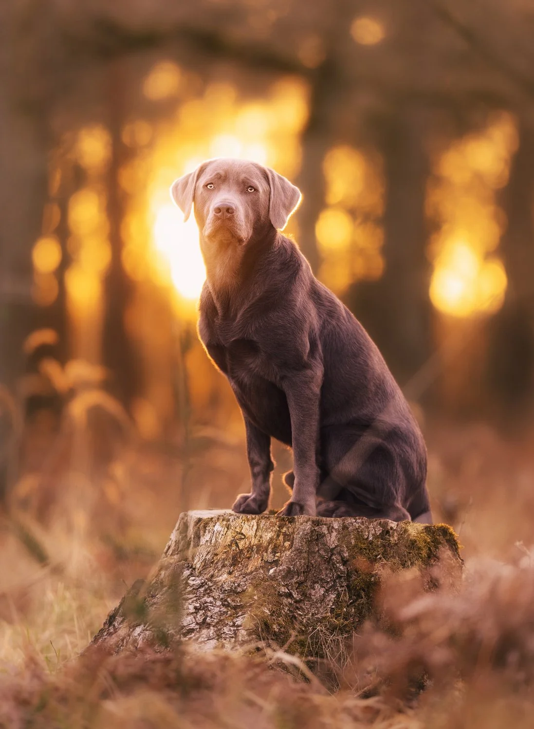 Ein Hund sitzt während eines Outdoor Fotoshootings für Hunde auf einem Baustamm und im Hintergrund leuchtet die untergehende Sonne, Mai 2026.