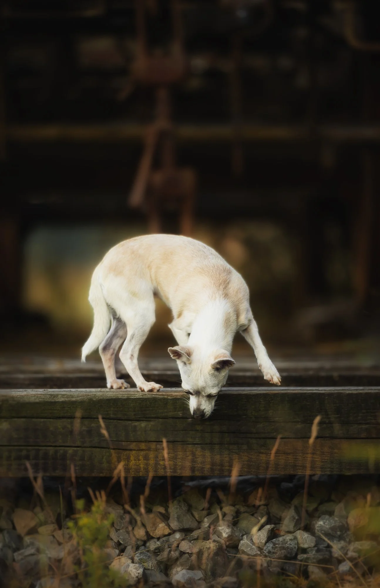 Eine kleine neugierige Hündin erkundet ein altes Industriegelände während eines Hundefotoshootings. März 2026.