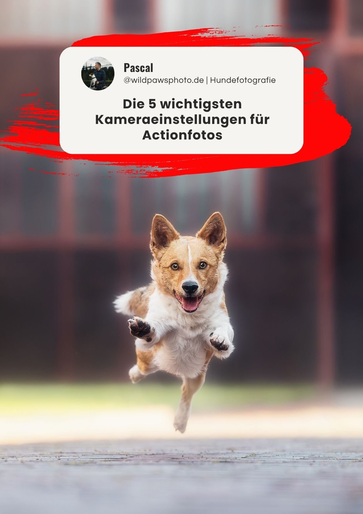Hunde-in-Action-Fotografieren-Guide-3.jpg