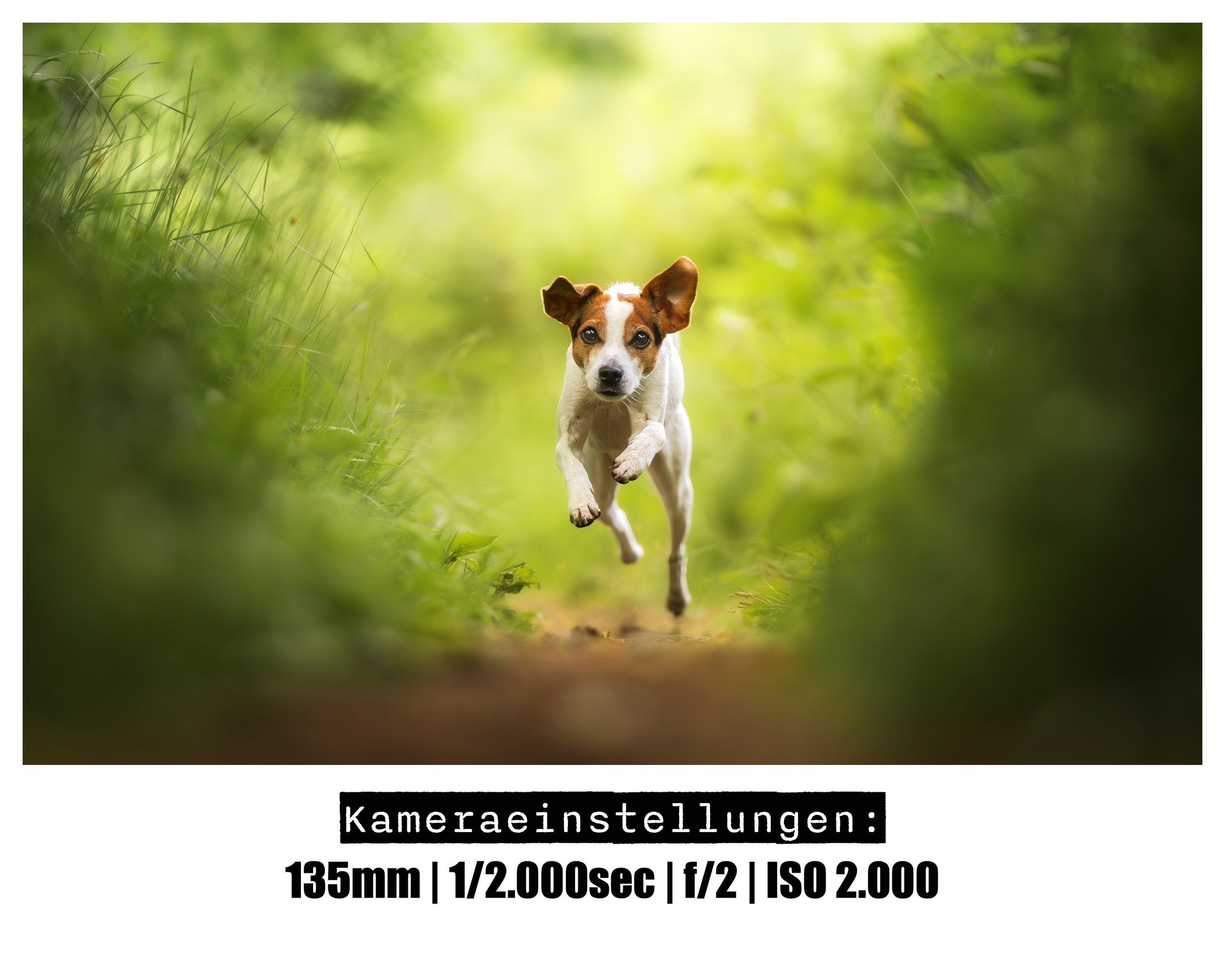 Hunde-Actionfotografie-Düsseldorf.jpg