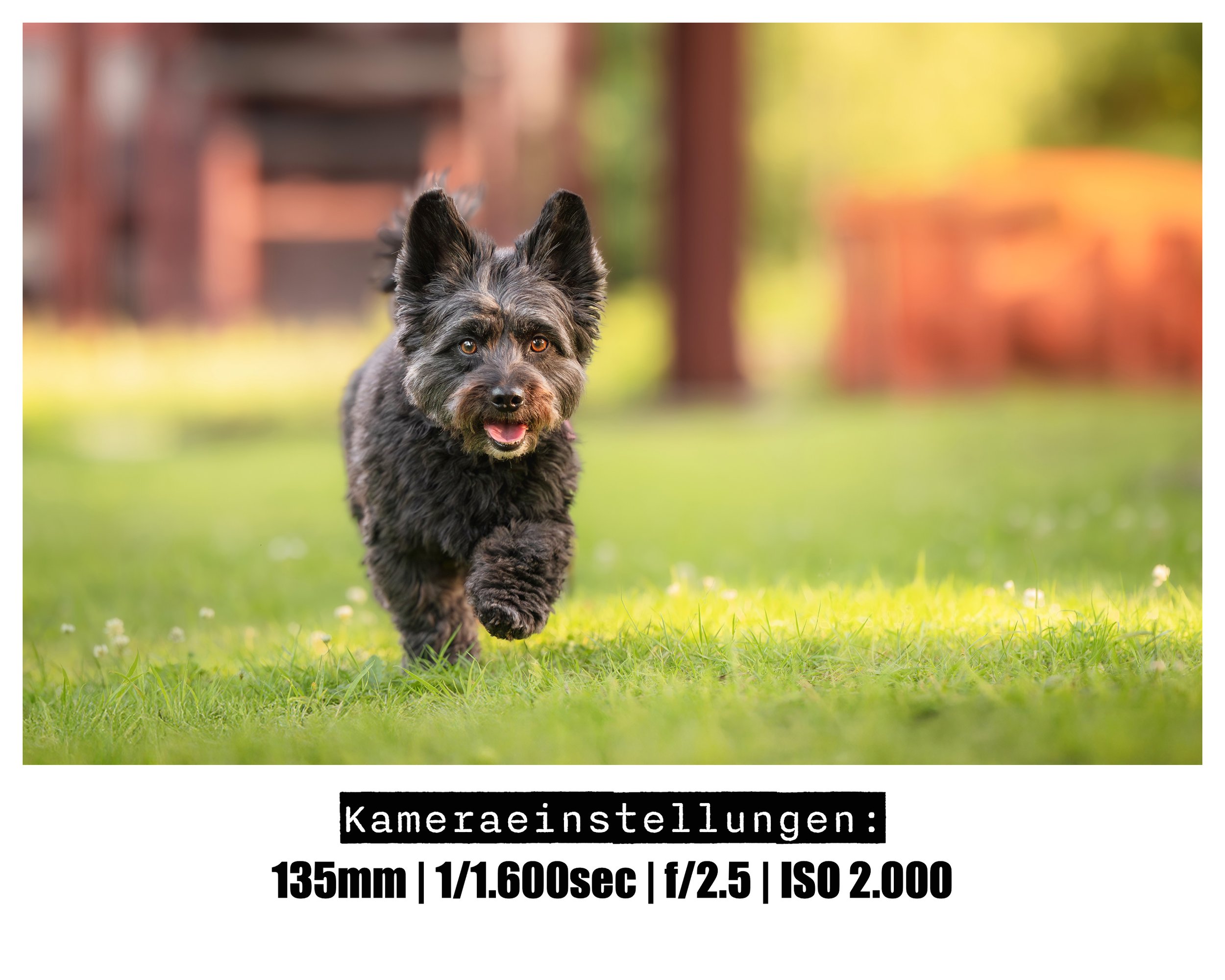 Hunde-Actionfotografie-Ruhrgebiet.jpg