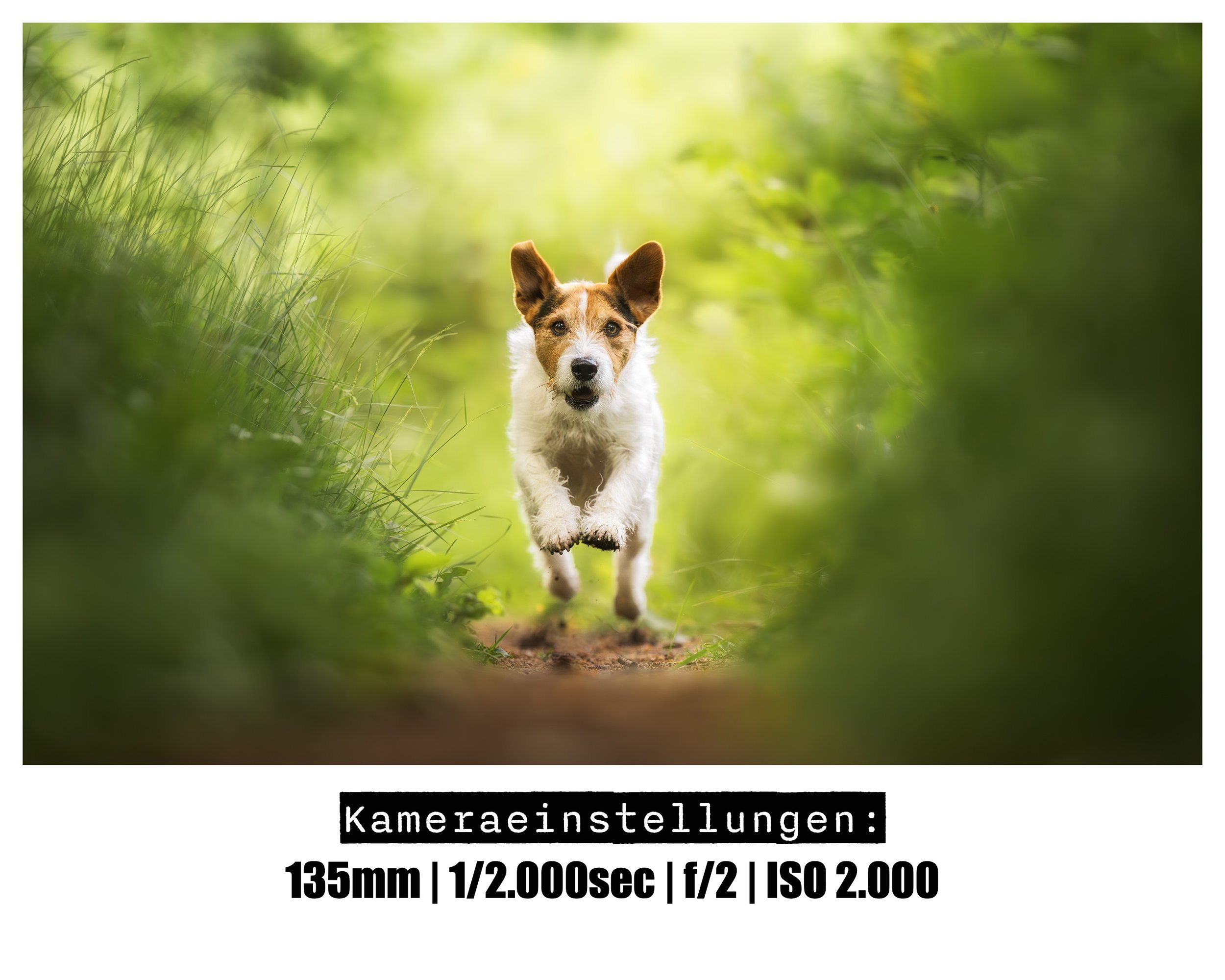 Hundefotografie-Outdoor-Essen.jpg