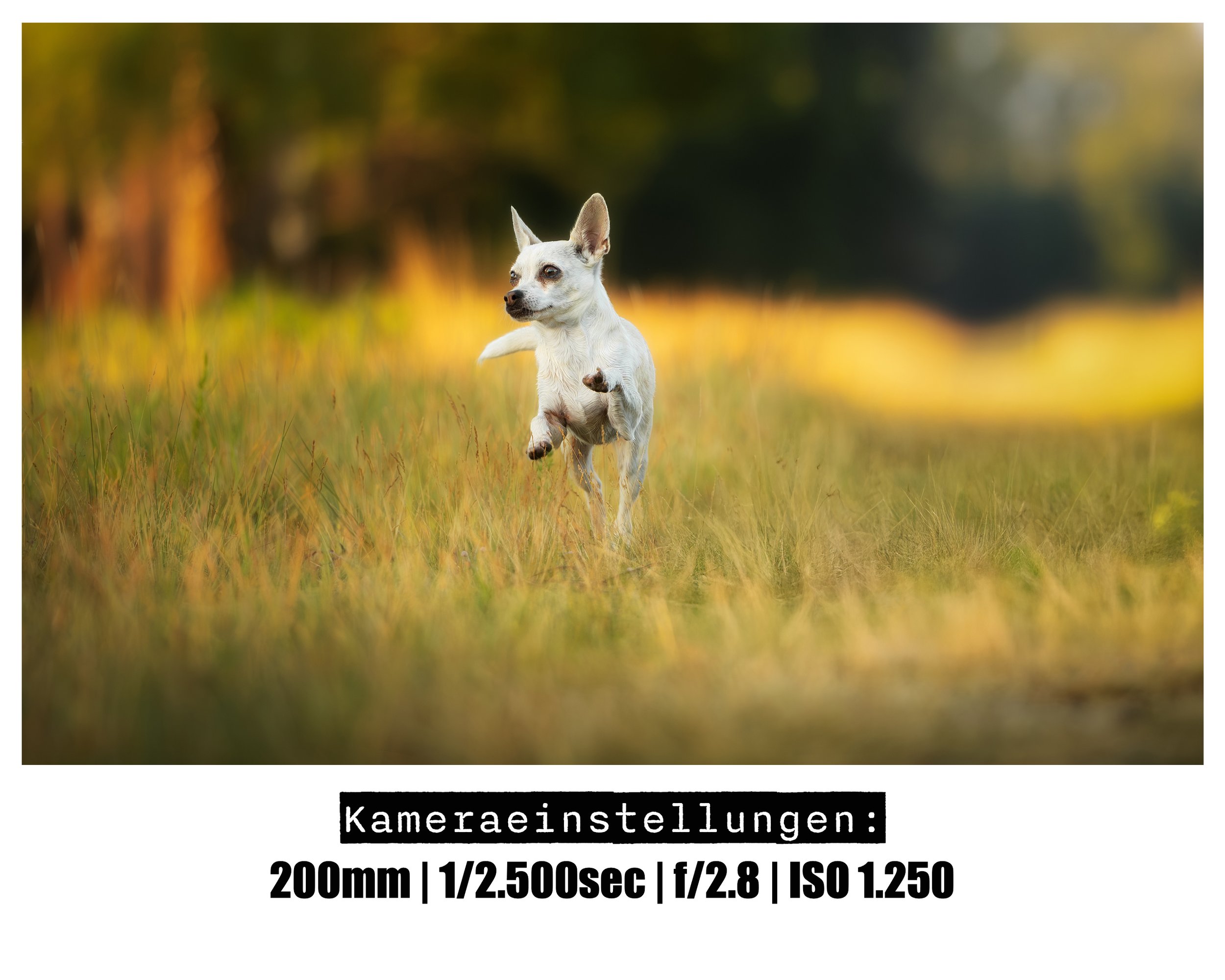Hundefotografie-Outdoor-NRW.jpg