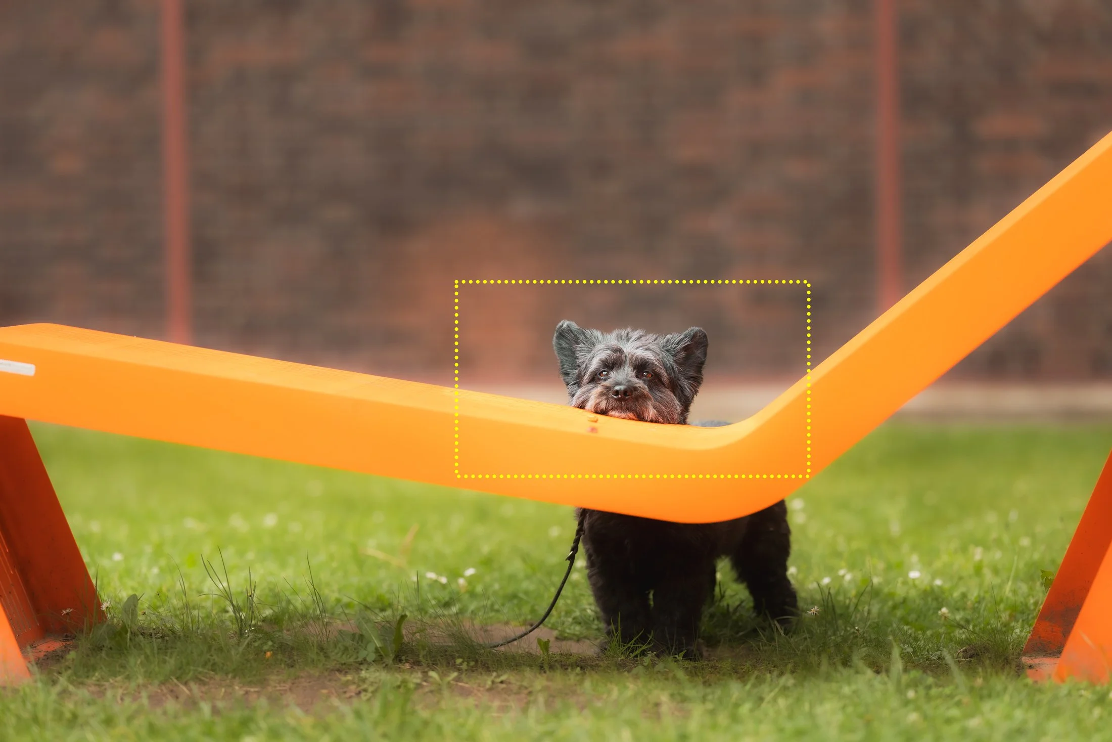 Bildbearbeitung-Hundefotografie-NRW.jpg