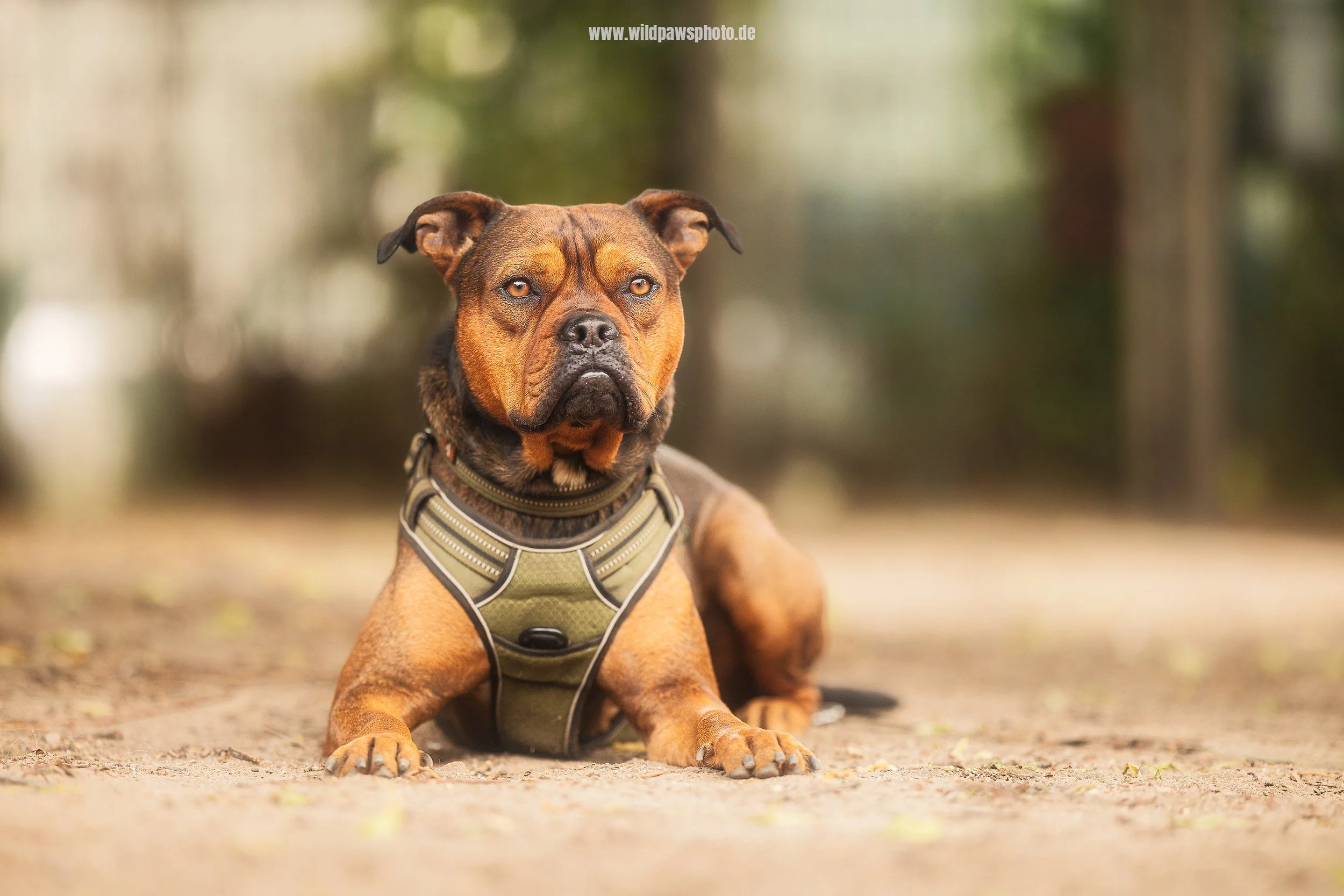Sammy-2-Web.jpg