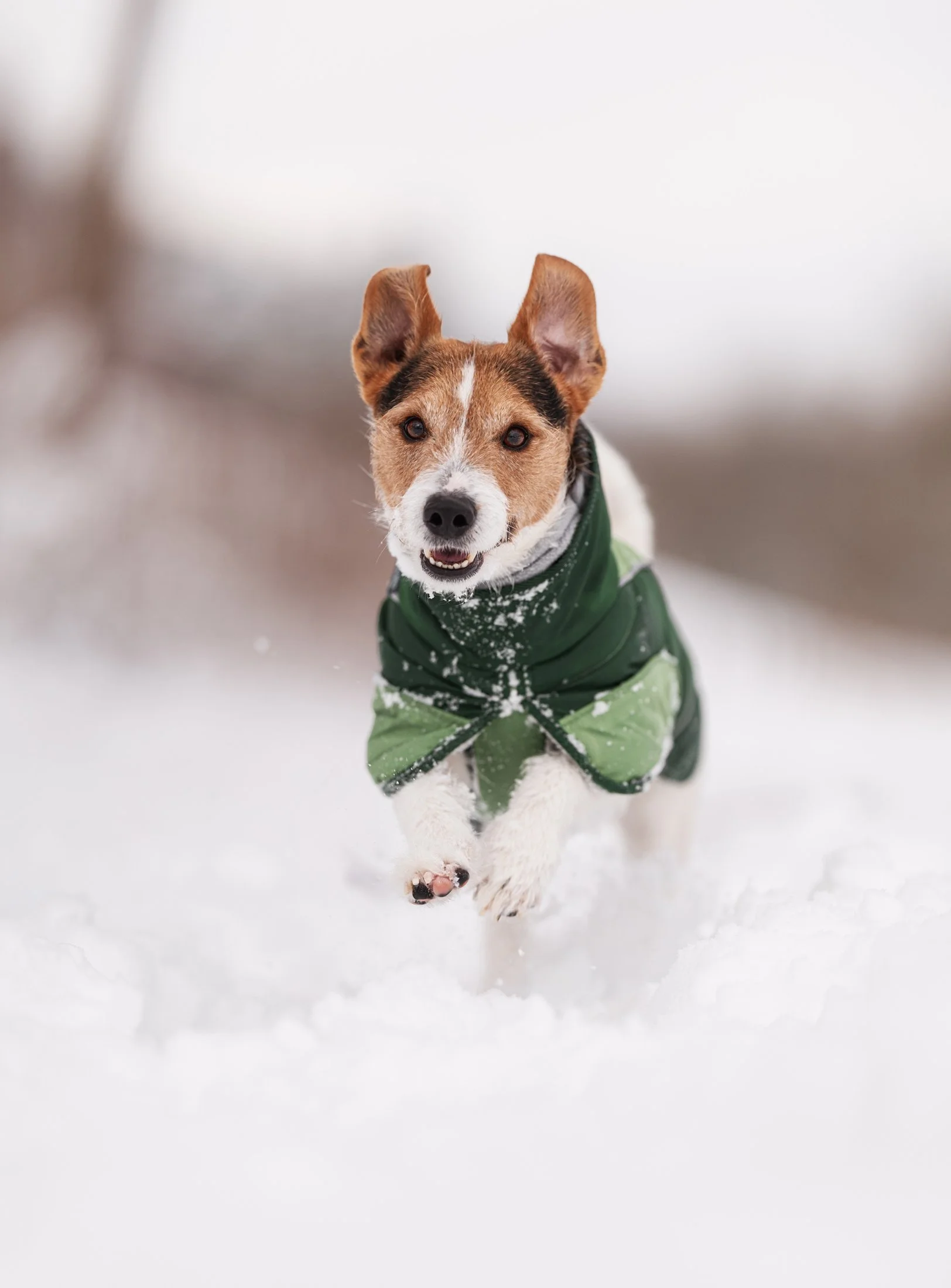 Hundefotografie-Schnee.jpg