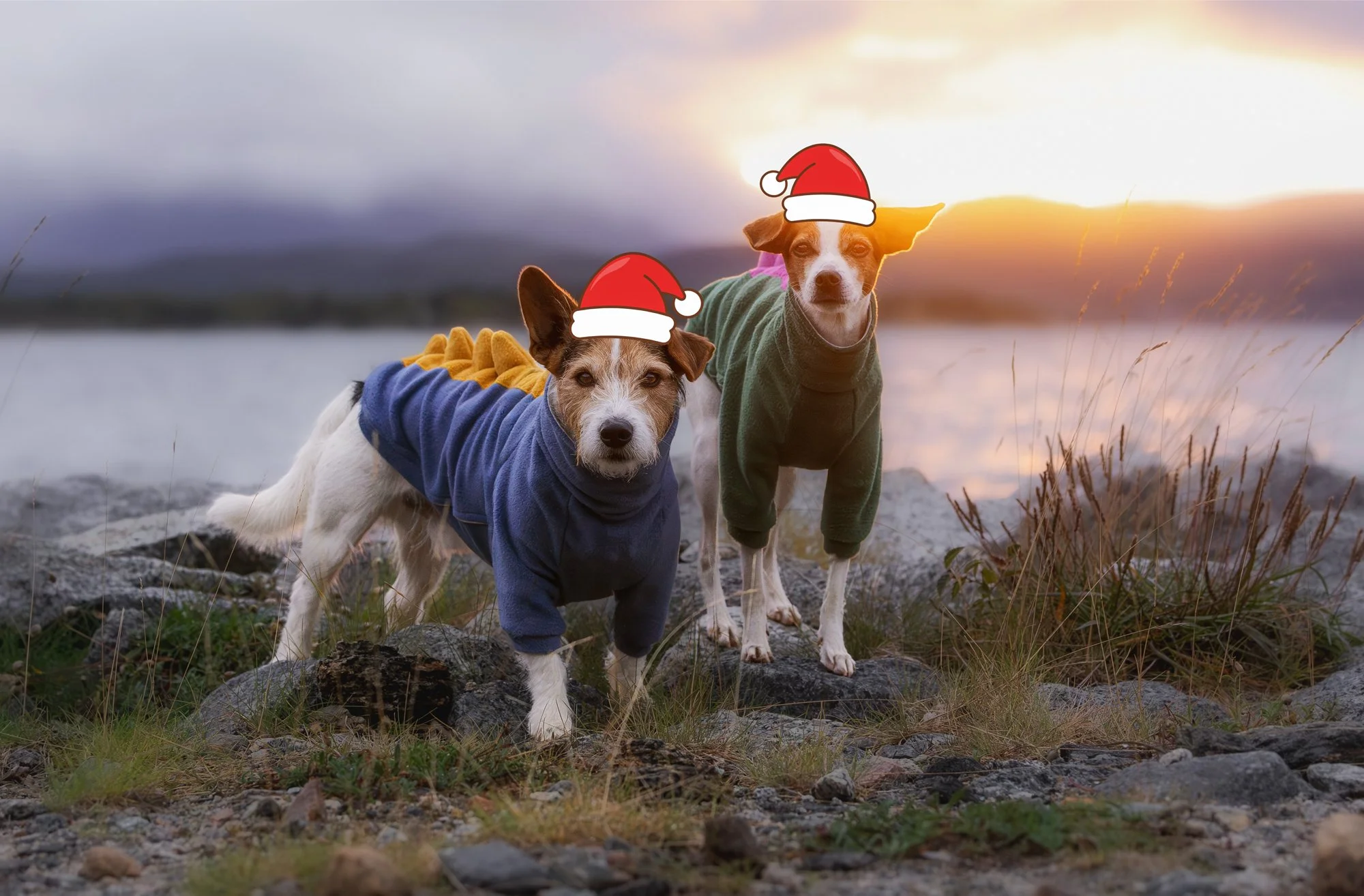 Weihnachten mit Herz: 5 besondere Geschenkideen für Hundemenschen &amp; Tierfreunde