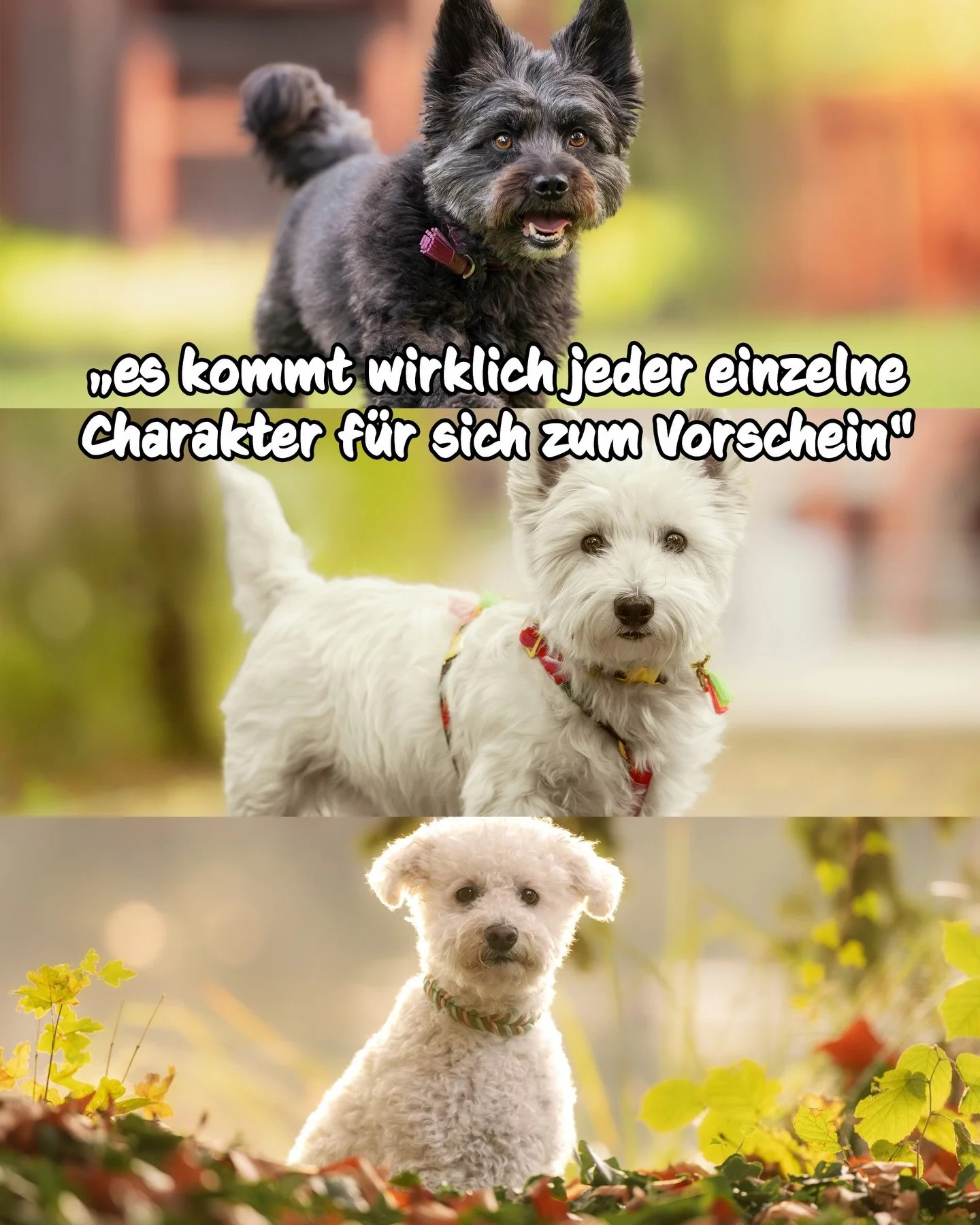 Heute teile ich etwas, was mich in dieser Woche besonders gefreut hat 🫶

Als Hundefotograf und auch als Selbstst&auml;ndiger freue ich mich nat&uuml;rlich immer &uuml;ber Feedback. Denn wenn&lsquo;s konstruktiv ist, dann lerne ich daraus. Wenn&rsquo