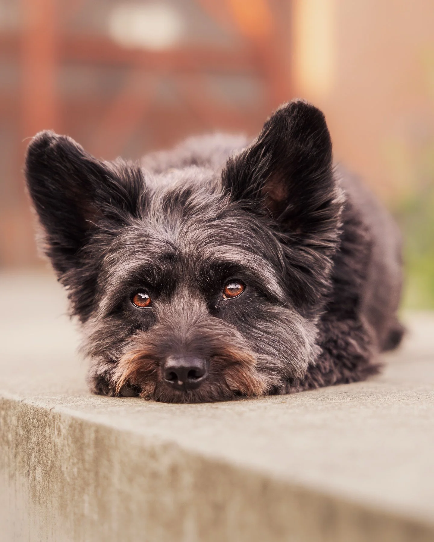 Filou 😍

Eigentlich hatte ich f&uuml;r heute einen anderen Post geplant - aber ich bin mal ganz ehrlich: heute ist einfach nicht mein Tag und daher habe ich diesen nicht fertig bekommen 🤦🏼&zwj;♂️

Gl&uuml;cklicherweise bin ich beim Zusammenstellen