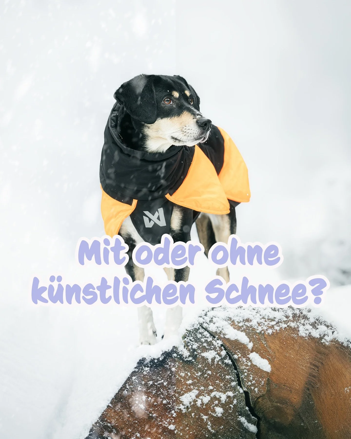 Heute teile ich ein Foto von meiner kleinen Winteraktion, die ich k&uuml;rzlich gemacht habe. Dabei war eine ganz besondere H&uuml;ndin dabei, die s&uuml;&szlig;e Wynter 😍 

Wenn du meinen Newsletter abonniert hast, dann wei&szlig;t du schon, was es