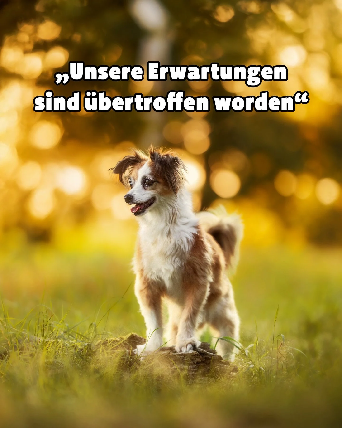 Im letzten Jahr habe ich Caro auf dem Tierheimfest kennengelernt und kurz danach sind wir zusammen mit ihrer Jacky losgezogen, um sch&ouml;ne Fotos vom kleinen Wirbelwind zu machen.

F&uuml;r die zw&ouml;lfj&auml;hrige Jacky war es sogar das erste Fo