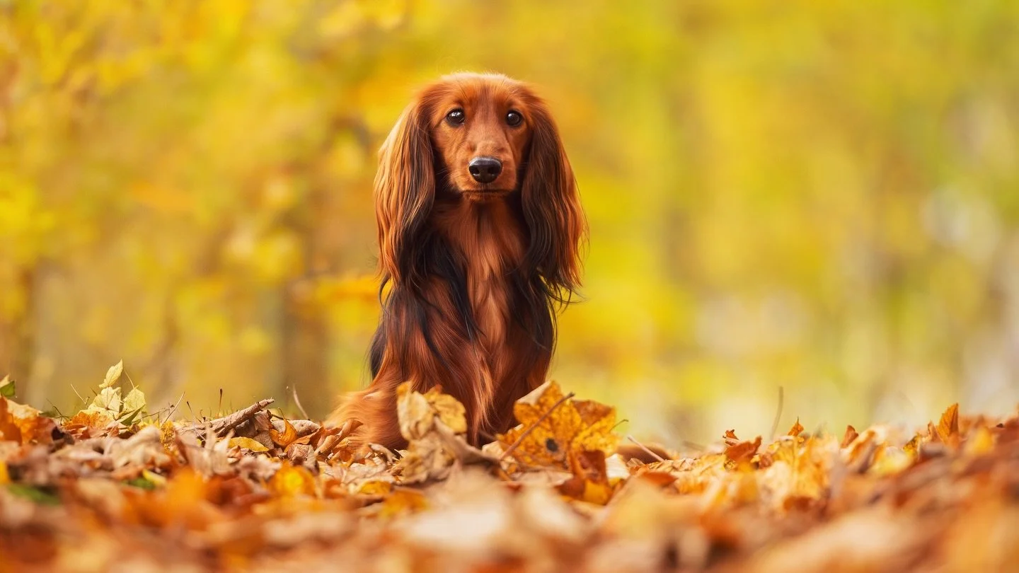 Best of Canon &amp; Diva 🔥
@canon_the_angel_dachshund @diva_the_devil_dachshund 

Heute zeige ich dir ein paar meiner Lieblingsbilder von einer der Fotorunden aus dem letzten Jahr, die mir sehr im Kopf geblieben sind. 

Im Herbstfinale war ich dabei