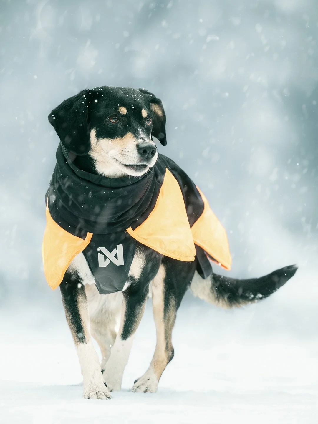 Happy Friday 🫶

Zum Einklang ins Wochenende gibt&rsquo;s heute noch ein paar Eindr&uuml;cke aus der winterlichen Session mit der s&uuml;&szlig;en Wynter 😍

➡️ Du w&uuml;nschst dir auch sch&ouml;ne Fotos, egal zu welcher Jahreszeit, von deinem Hund 