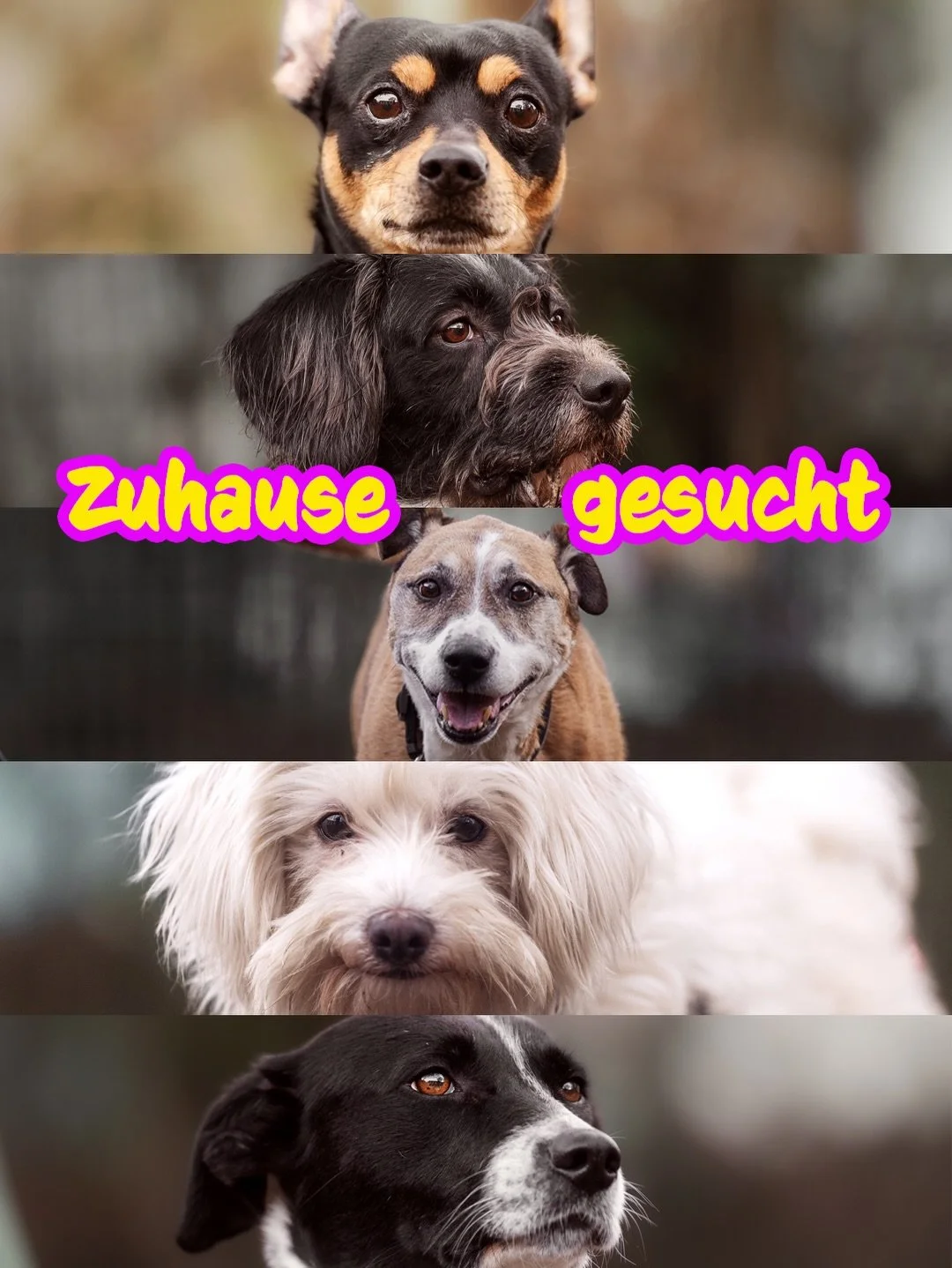 5️⃣ Hunde
5️⃣ Geschichten
1️⃣ Wunsch
🏡 Endlich ein liebevolles Zuhause

Es wird Zeit f&uuml;r eine neue Vorstellungsrunde in Zusammenarbeit mit dem @tierheimduisburg 🫶🤝. Denn ich m&ouml;chte meinen Beruf nicht nur daf&uuml;r nutzen, meine Kund:inn