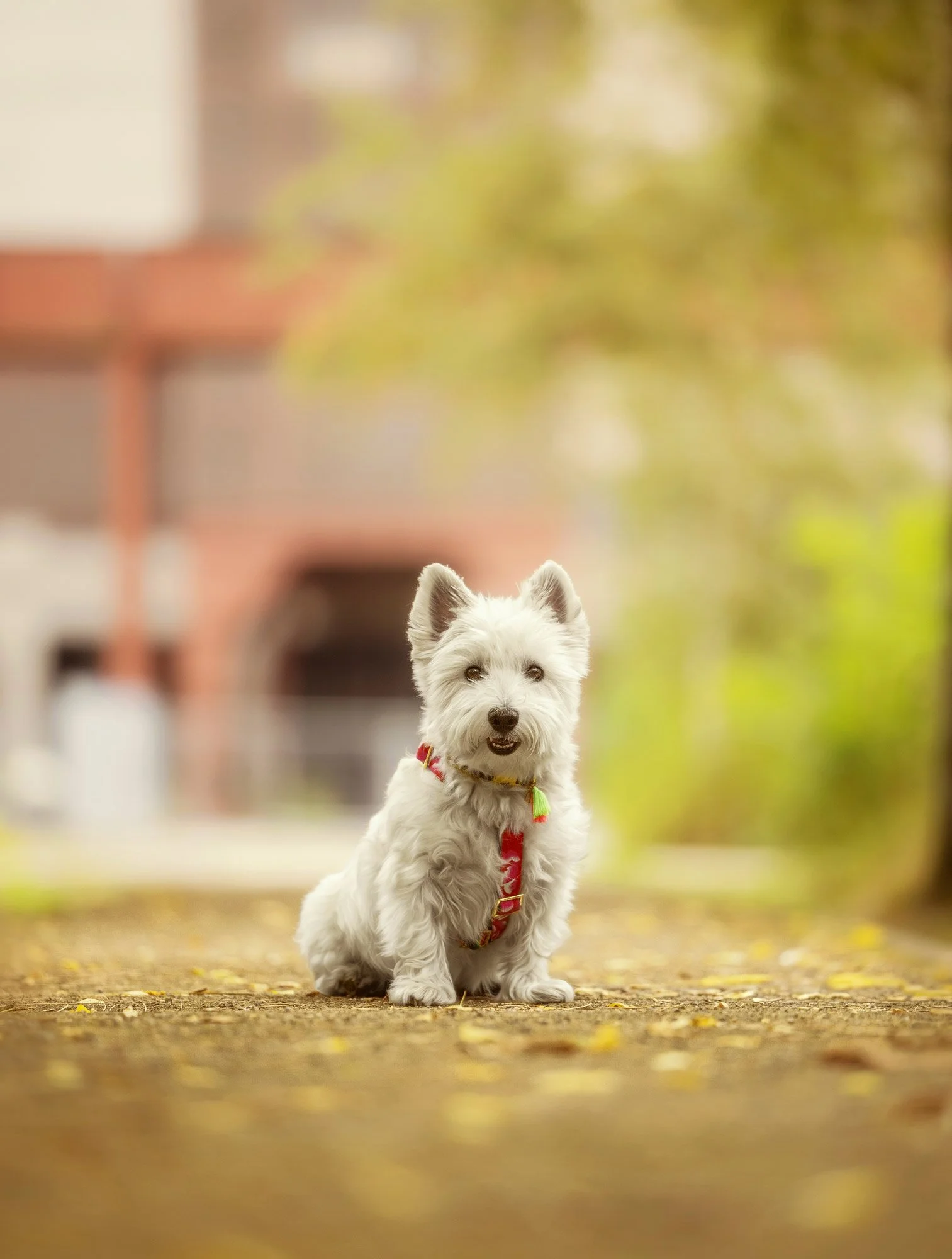 Ein kleiner Hund sitzt in herbstlicher Umgebung und grinst fröhlich in die Kamera während eines Outdoor Fotoshootings.
