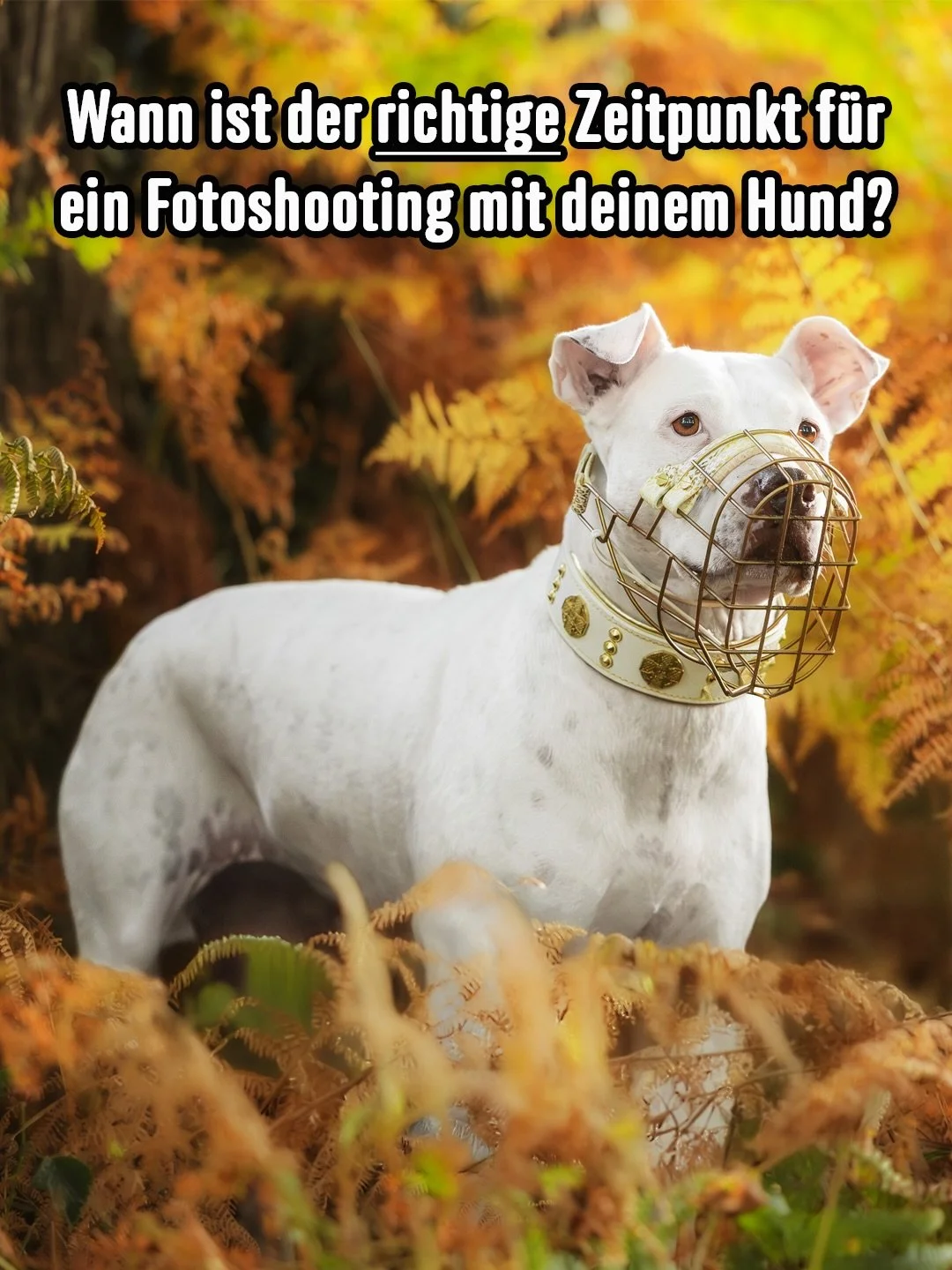 Wir warten so oft auf den richtigen Moment.
Auf mehr Zeit. Auf weniger Trubel. Darauf, dass das Sitz richtig funktioniert oder der R&uuml;ckruf verl&auml;sslich klappt. Auf einen Zeitpunkt, der sich endlich richtig anf&uuml;hlt.

Und vielleicht lohnt