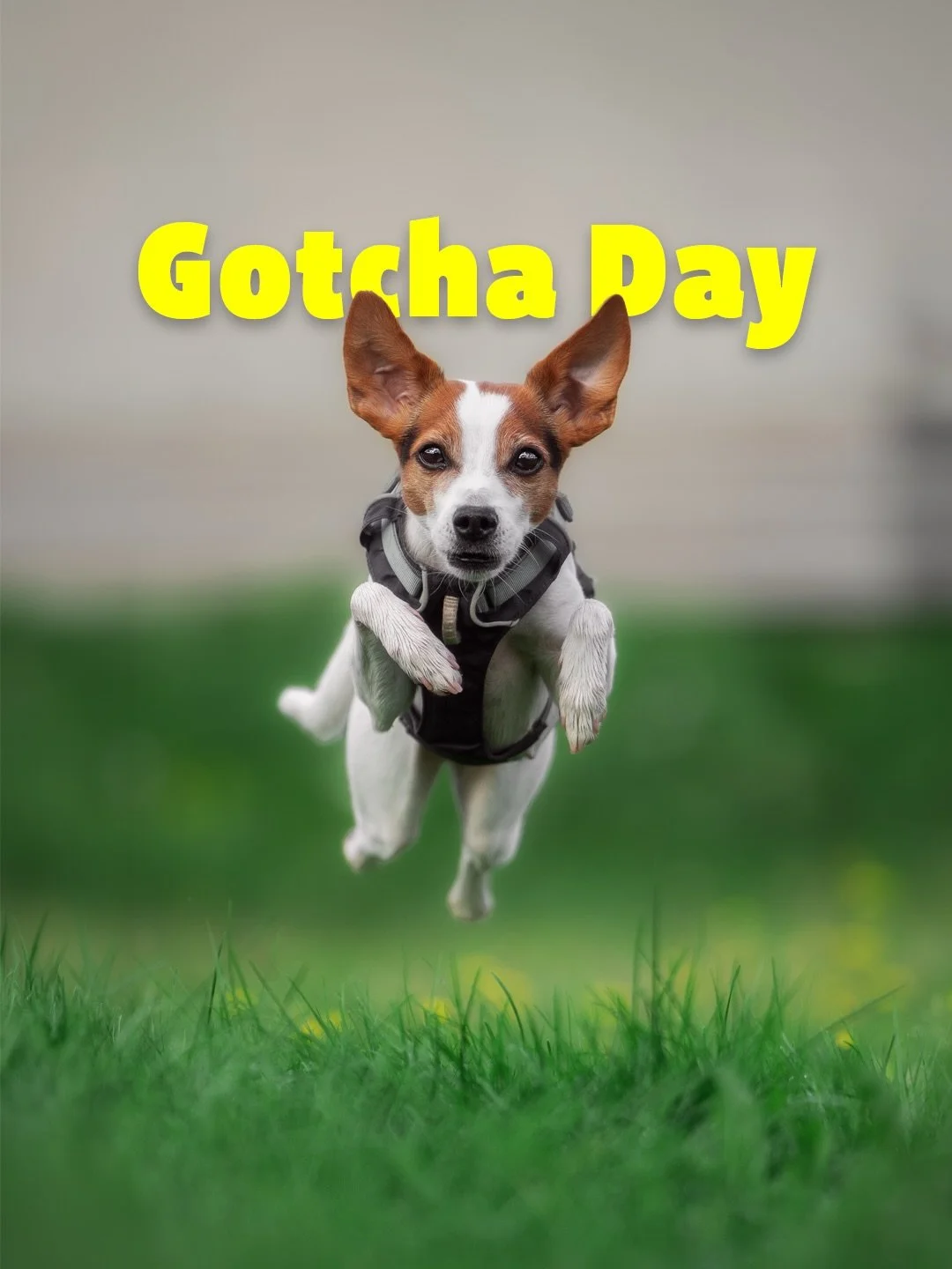 Zwei Jahre mit Syra 🫶😍

Heute vor zwei Jahren zog Syra bei uns ein. Fun Fact: bevor wir Syra kennengelernt haben, hatten wir &uuml;ber Katis Geburtstag einen Trip nach Sam Francisco gebucht. Daher stand fest, dass Syra zu uns kommen wird, sobald wi