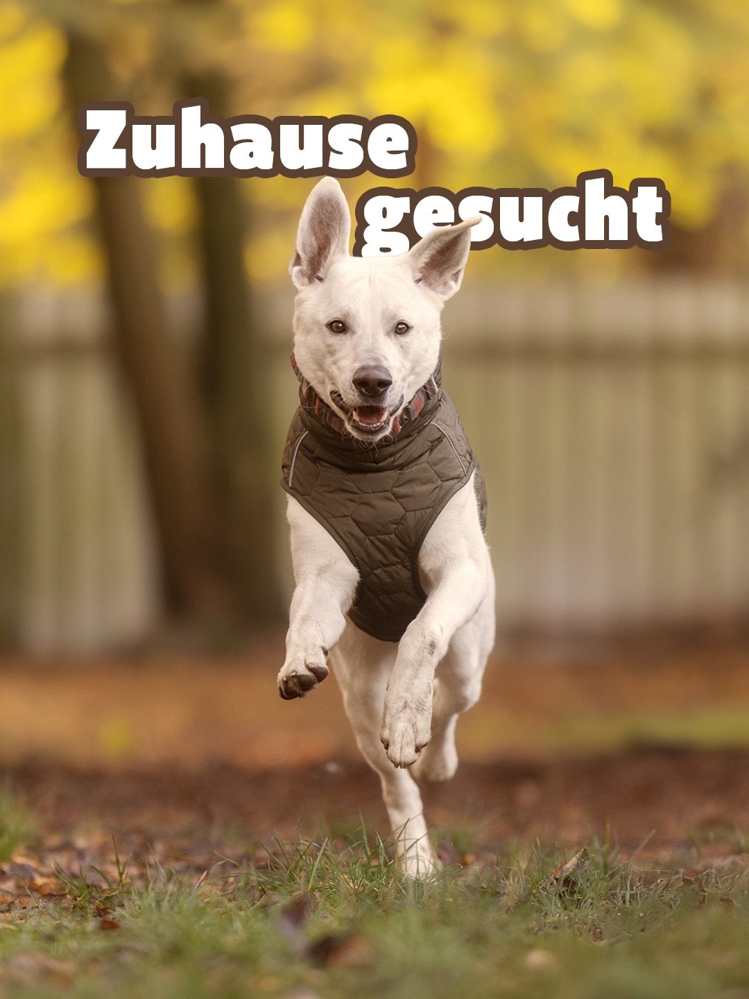 Bodhi sucht ein neues und liebevolles Zuhause - finden wir zusammen die richtigen Menschen f&uuml;r ihn? 🤩

Ende 2024 kam Bodhi als Abgabehund ins Tierheim. In der Zeit hat er sich, dank der Mitarbeitenden und Ehrenamtlichen im Tierheim schon so sta