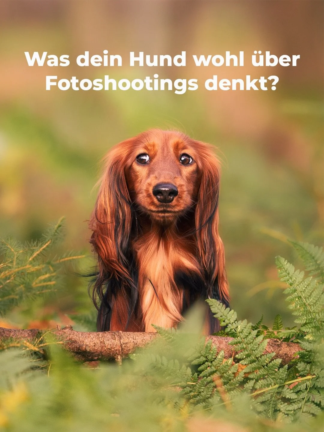 Ich habe mich neulich gefragt, was ein Hund wohl &uuml;ber Fotoshootings denken w&uuml;rde.

Ob ihn die Fr&uuml;hbl&uuml;her im Hintergrund beeindrucken. Oder das goldene Abendlicht. Oder die &bdquo;perfekte&ldquo; Location.
Aber ganz ehrlich: je l&a