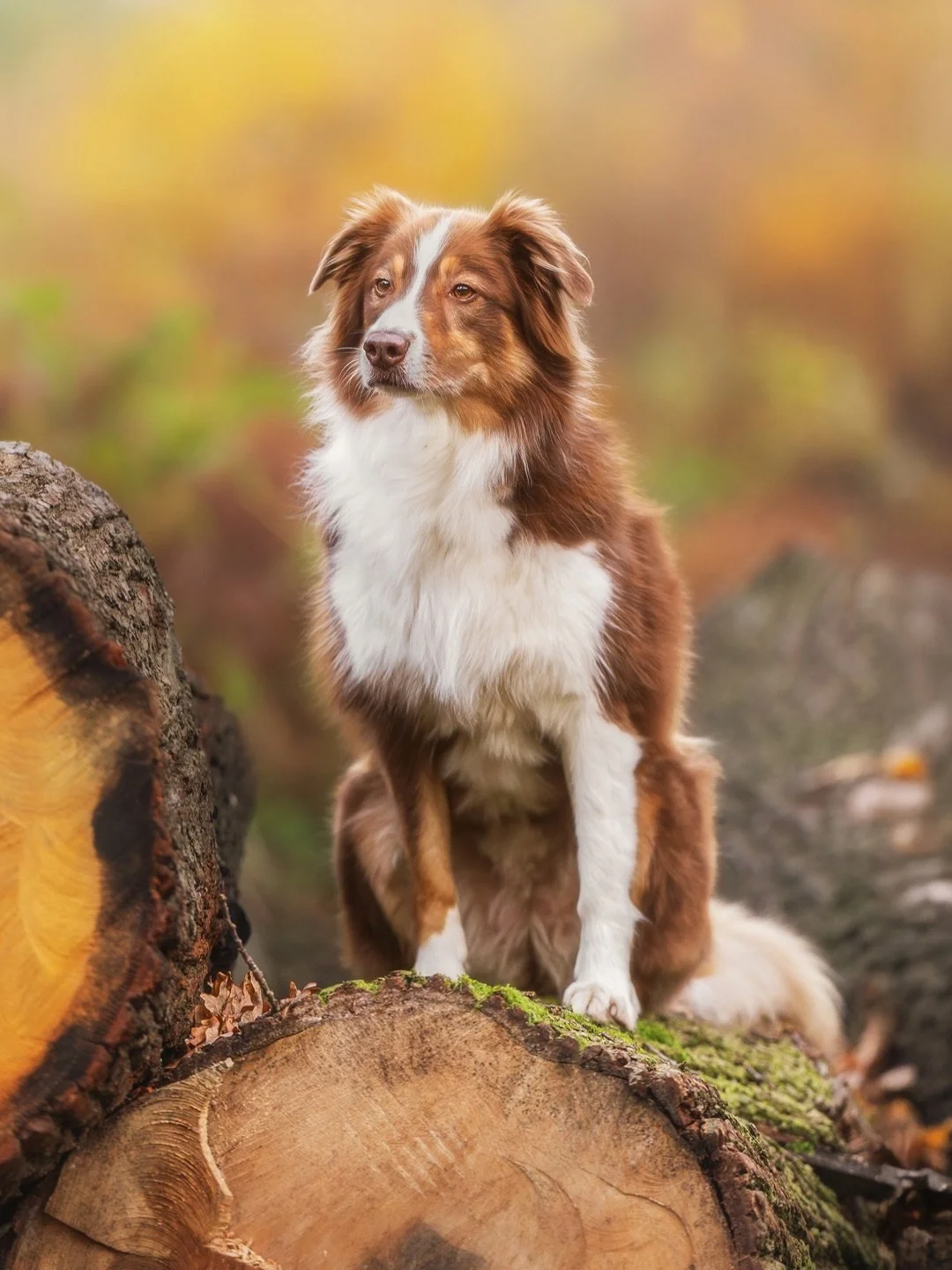 Heute zeige ich dir ein kleines Best-Of von meiner Fotorunde mit Elli. Mit ihr und ihrem Menschen durfte ich letztes Jahr eine sch&ouml;ne Runde durch den herbstlichen Wald drehen - und ich sag mal so, dass hat sich mehr als gelohnt 😍

Wir hatten ei