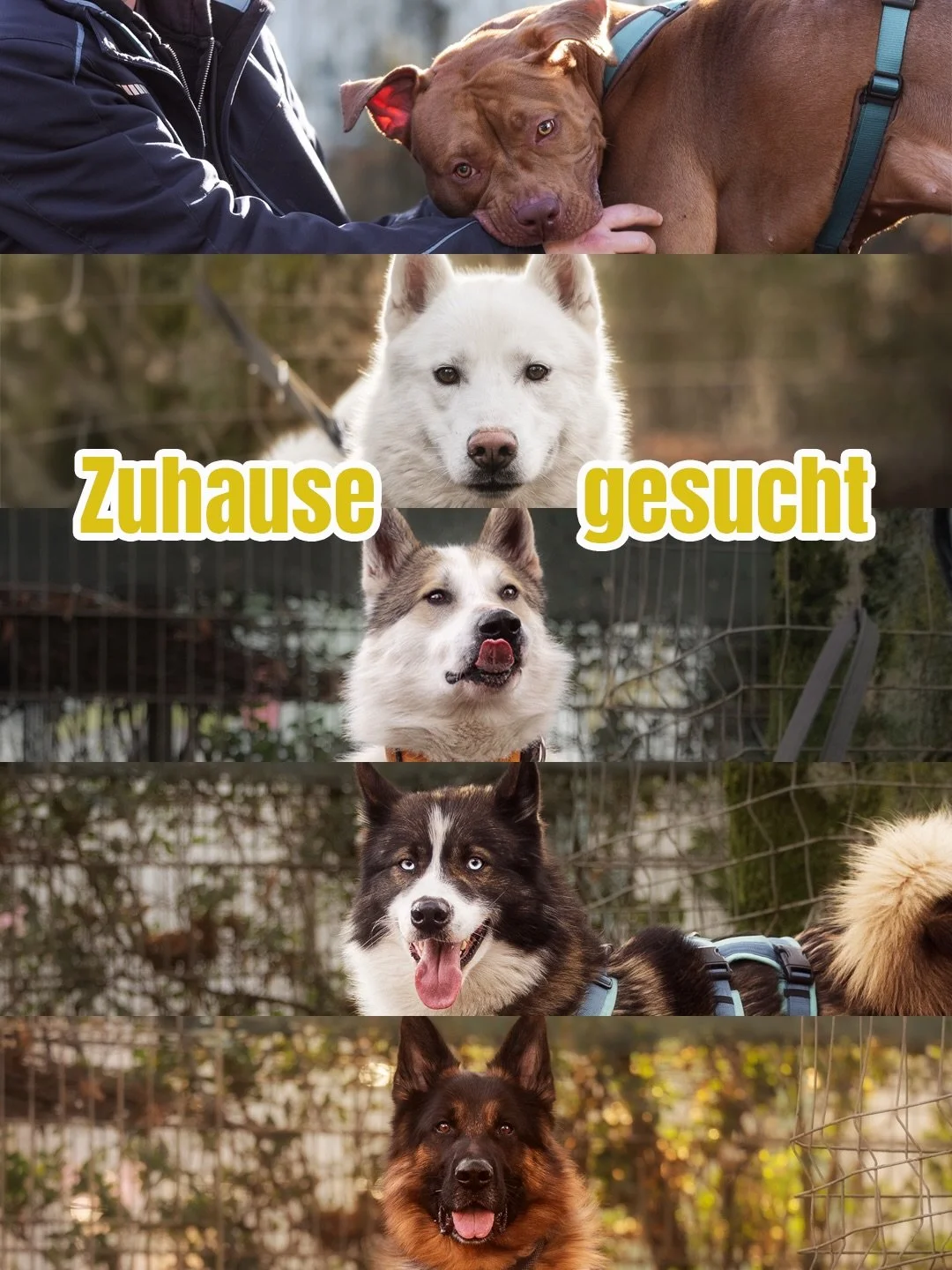 Diese f&uuml;nf tollen Hunde suchen ein neues Zuhause 🏡🫶

Heute stellen wir euch wieder f&uuml;nf Hunde vor, die jetzt gerade im @tierheimduisburg auf ein neues Zuhause warten. Damit hoffen wir, dass wir &uuml;ber den diesen Weg m&ouml;glichst viel