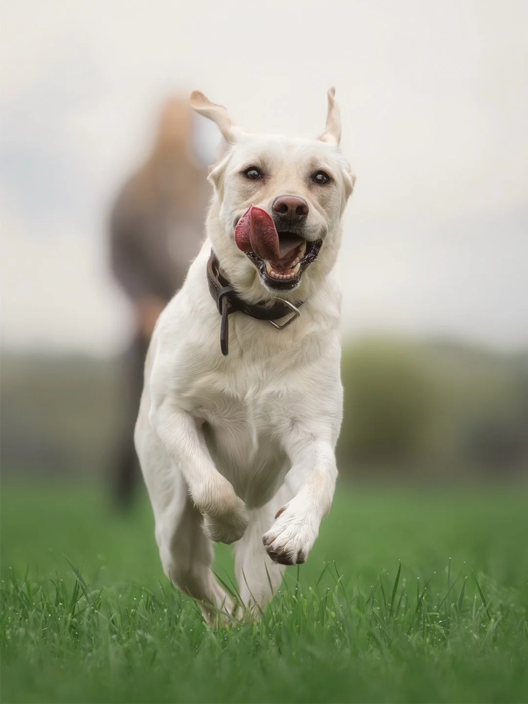 Wildes Toben mit Shila 😍🫶

Ein sch&ouml;ner Morgen am Rhein in D&uuml;sseldorf mit der s&uuml;&szlig;en Shila und ihren Menschen. Und dabei gab&rsquo;s ordentlich Action weil Shila es liebt &uuml;ber die Wiese und durch&lsquo;s Wasser zu fegen. Das