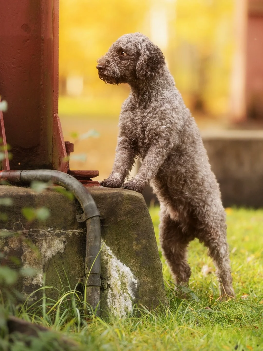 Die Fotorunde mit Laura und ihrem Bo vom letzten Herbst ist eine, an die ich oft und gerne zur&uuml;ckdenke.

Warum? Zum Einen weil Laura und Bo einfach ein total sympathisches und tolles Team sind und es viel Spa&szlig; gemacht hat mit den Beiden. U