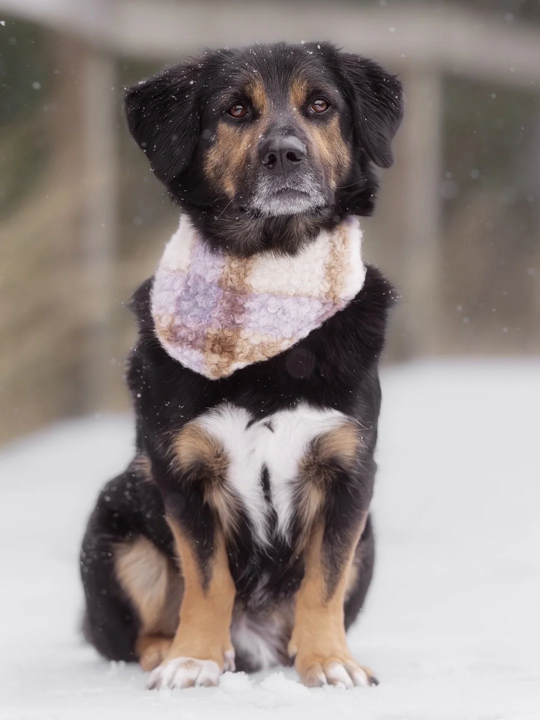 Ein kleiner Winter-Throwback mit Buddy 😍

Auch wenn drau&szlig;en der Fr&uuml;hling schon deutlich an die T&uuml;r klopft will ich dir die Bilder von der Session mit dem s&uuml;&szlig;en Buddy nicht vorenthalten. Daher zeige ich dir heute eine klein