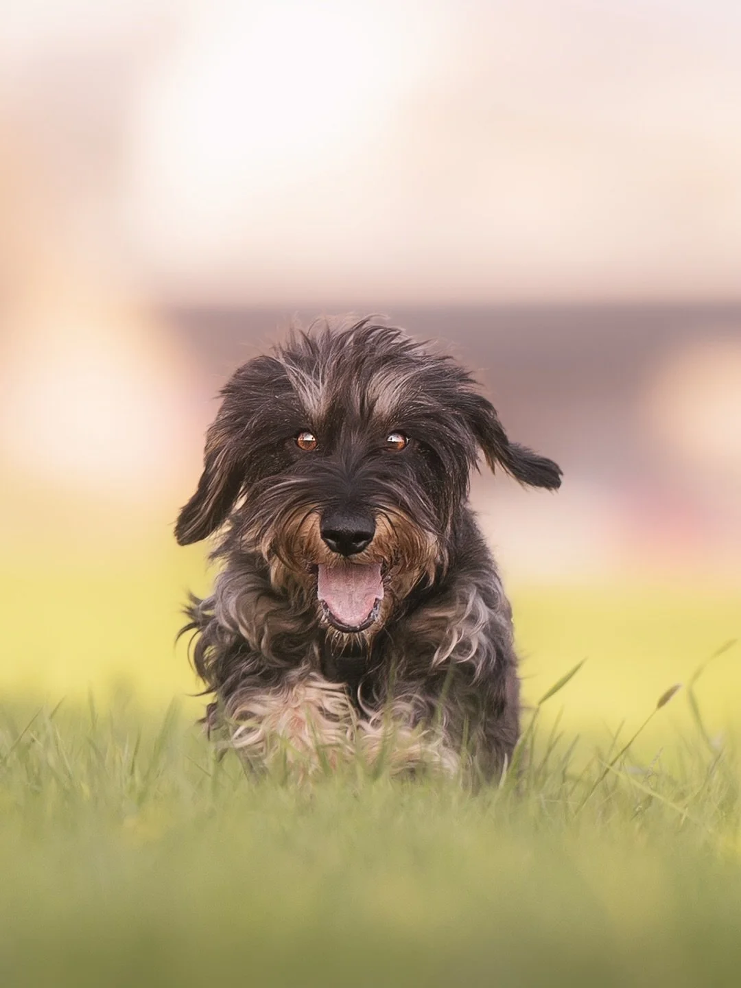 Alle an die Seite, hier kommt Paula 🌪️😍

Letzte Woche durfte ich mit diesem kleinen Wirbelwind und ihren Menschen einen richtig sch&ouml;nen Fotospaziergang am Rhein verbringen. 

Auf dem Plan standen auch Actionfotos - sowohl au&szlig;erhalb als a