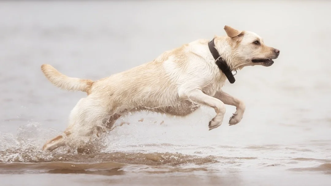 In einem Kennenlerngespr&auml;ch in dieser Woche kamen wir auf das Thema Hunde und Actionfotos. Und dabei kamen wir zu einem Punkt, den ich so oft h&ouml;re und immer nur best&auml;tigen kann: tobende Hunde sind Lebensfreude pur. 

Also gibt&rsquo;s 