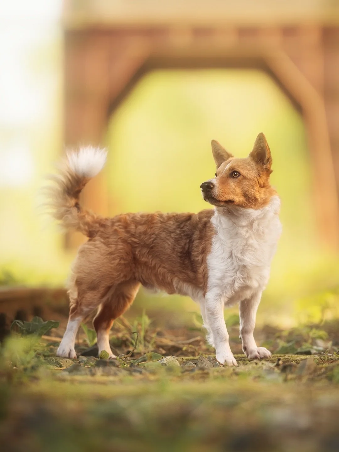 Manchmal braucht&lsquo;s gar nicht viel: eine Prise sch&ouml;nes Licht, einen interessanten Hintergrund, einen tollen Hund und das Gesp&uuml;r f&uuml;r den richtigen Moment und fertig ist das sch&ouml;ne Hundeportrait 🐶🖼️

Okay, ganz so leicht ist 