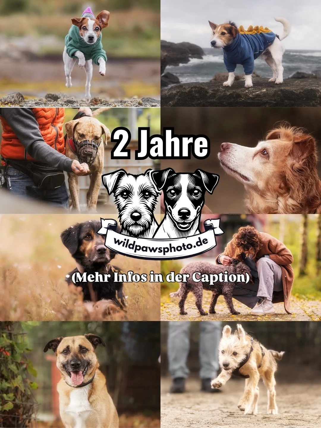 🎉🎉🎉 2 Jahre Wildpawsphoto 🎉🎉🎉

Heute teile ich mit dir einen kleinen Ausschnitt meiner Arbeiten abwechselnd von Fotosessions mit Kund:innen und dem @tierheimduisburg.

Ich werde in der kommenden Woche noch eine besondere Aktion verk&uuml;nden, 