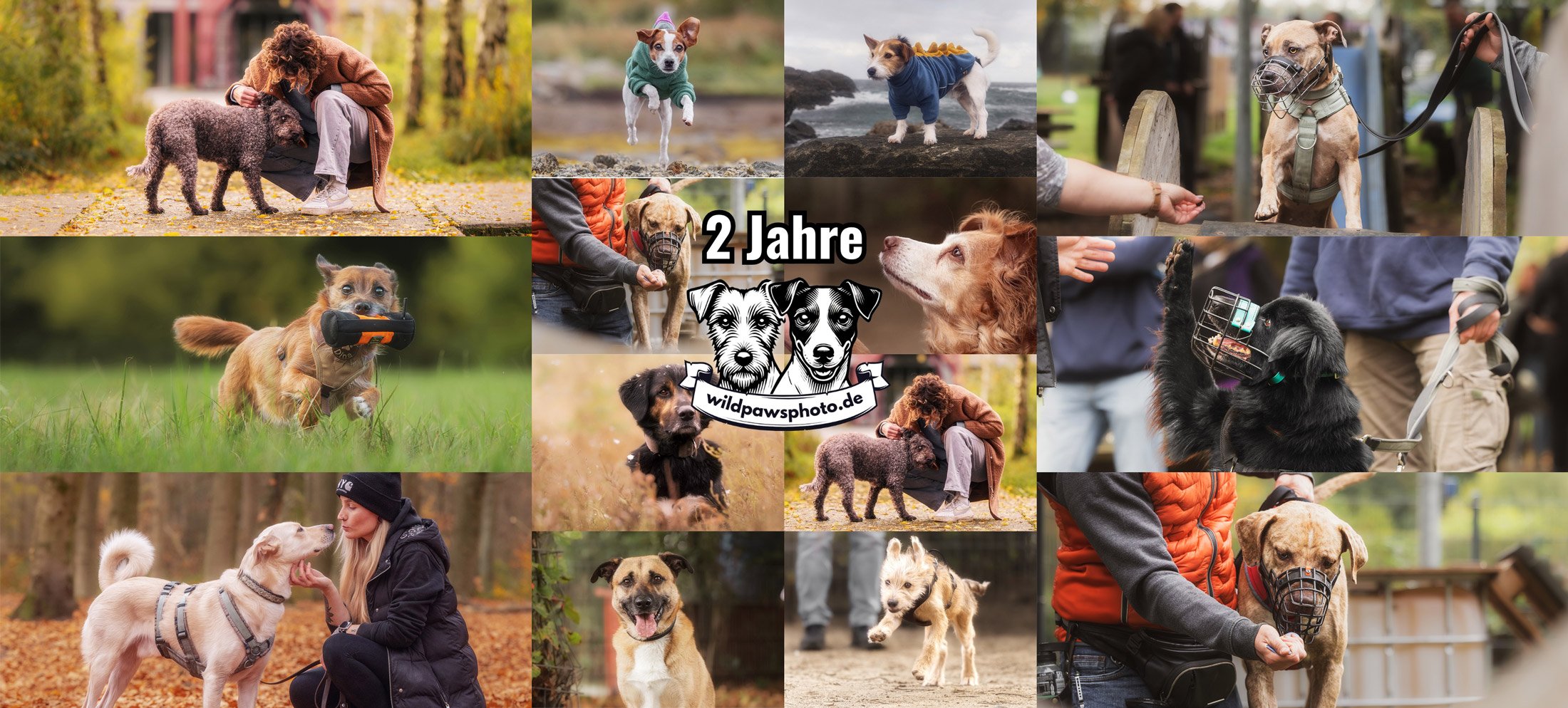 Zwei Jahre Wildpawsphoto: was sich verändert hat und was geblieben ist.