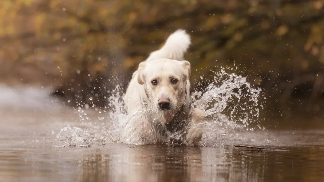 Toben im Wasser mit Tierschutzhund Sammi 🌪️💦

Da sich das Wetter heute schon total nach Sommer anf&uuml;hlt dachte ich mir, dass das Set mit dem im Wasser tobenden Sammi doch perfekt zu der Sommerstimmung passt 🙃

Bei der Session mit Sammi, seinem