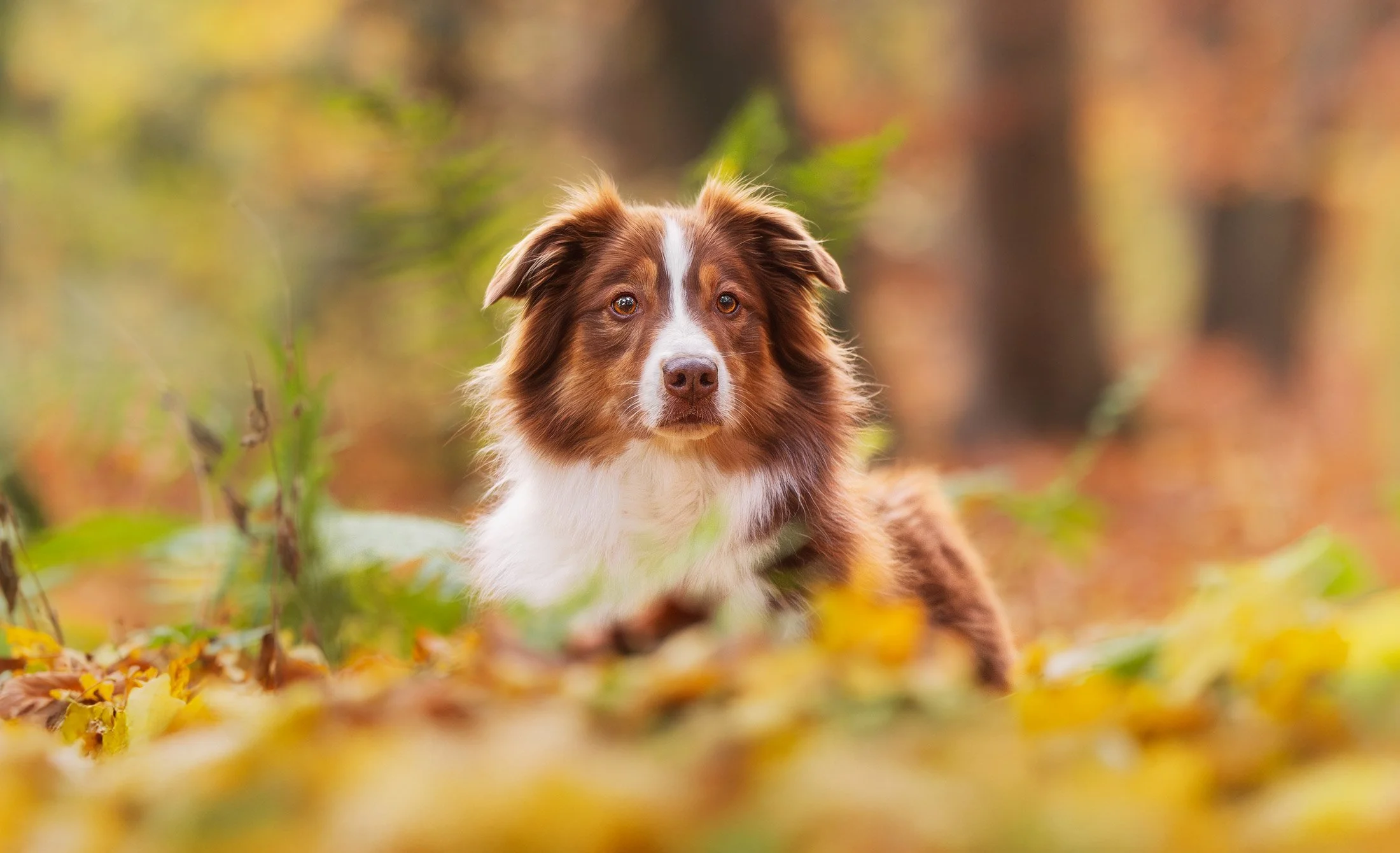 Ein süßer Australian Sheppard liegt im Herbstlaub im Wald. Aufgenommen während eines Outdoor Fotoshootings für Hunde im September 2025.
