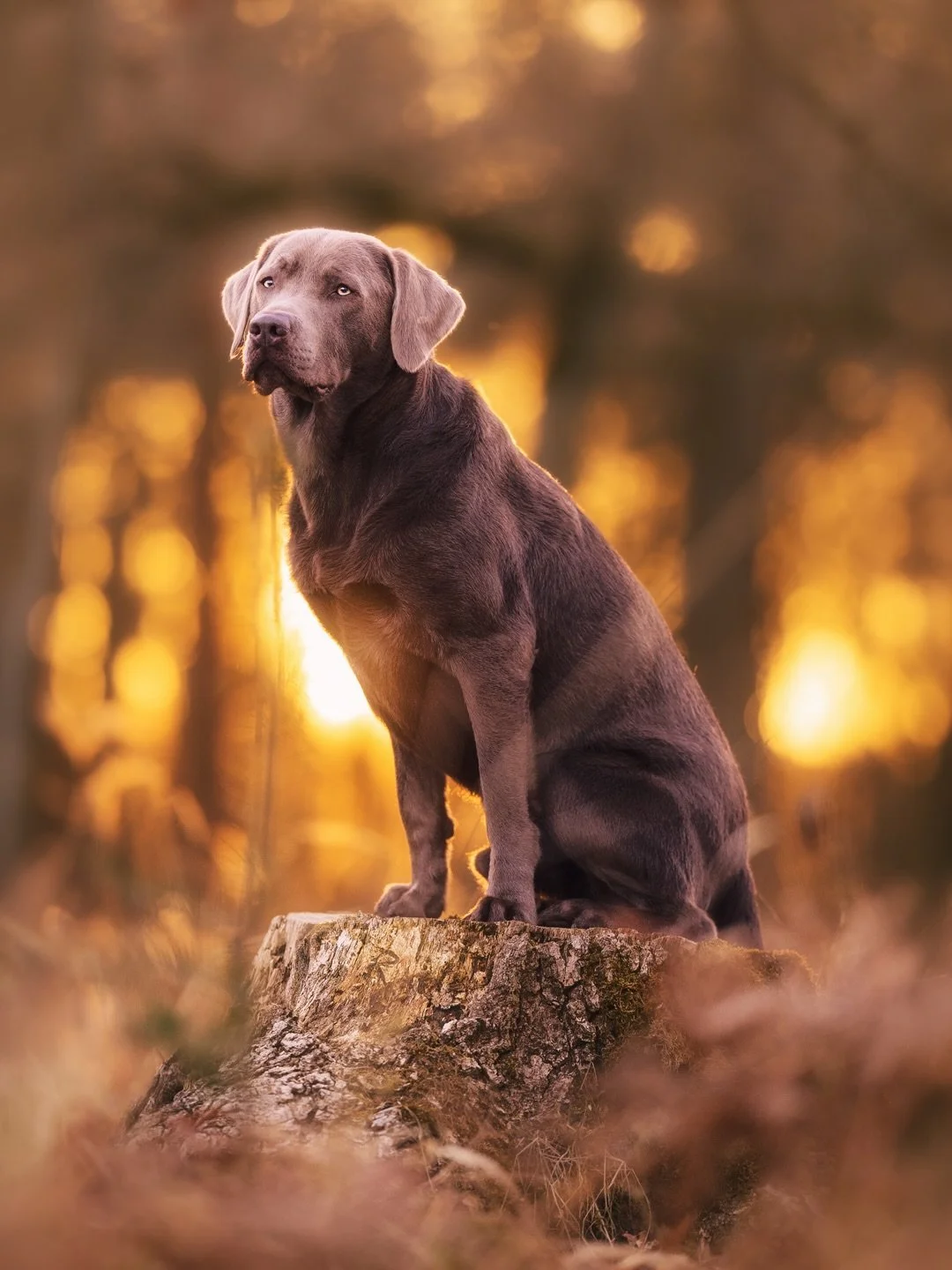 Welches Bild gef&auml;llt dir besser? 🤔 Unten kannst du abstimmen ⬇️

In der Hundefotografie, aber eigentlich generell in der Fotografie, unterscheiden manchmal kleine Details &uuml;ber gro&szlig;e Wirkung. 

In diesem Fall, den beiden Fotos von Bak