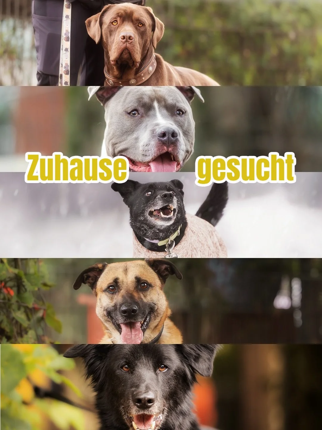 Diese f&uuml;nf tollen Hunde suchen ein neues Zuhause 🏡🫶

Heute stellen wir euch wieder f&uuml;nf Hunde vor, die jetzt gerade im @tierheimduisburg auf ein neues Zuhause warten. Damit hoffen wir, dass wir &uuml;ber den diesen Weg nicht nur m&ouml;gl