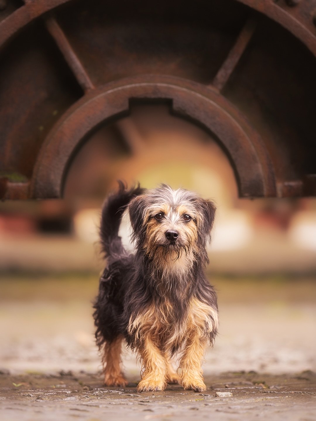Ins Wochenende mit der s&uuml;&szlig;en Tilda 😍

Darf ich vorstellen? Das mit dem niedlichen Grinsen im Gesicht ist Tilda. Tilda ist aus dem Tierschutz und noch jung und hat beim letzten Social-Foto-Walk mit der lieben @hundeschule_jessica_deiters i