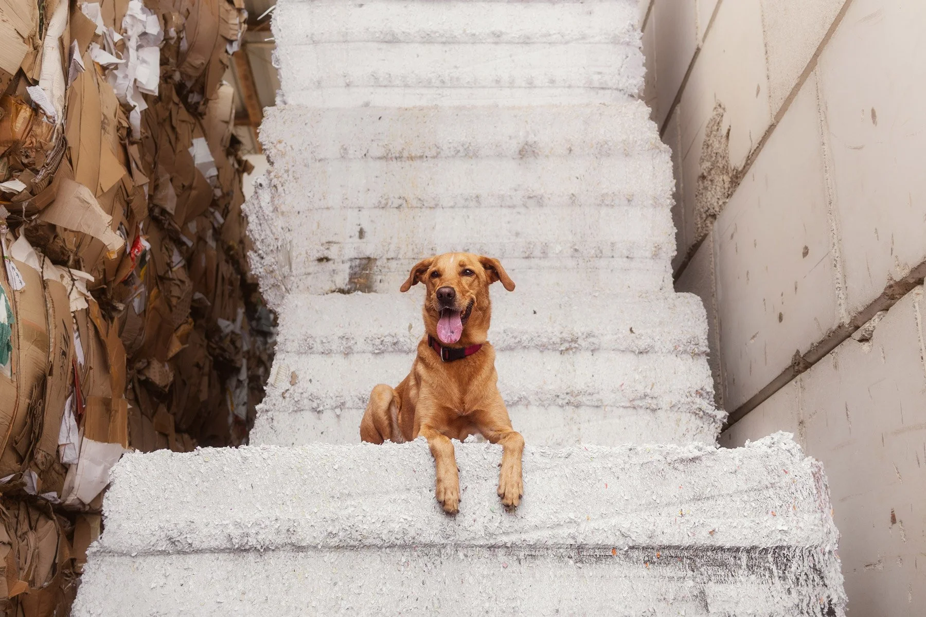 Tierheimhunde vor der Kamera: Ein besonderes Fotoshooting auf einem Recyclinghof in Duisburg