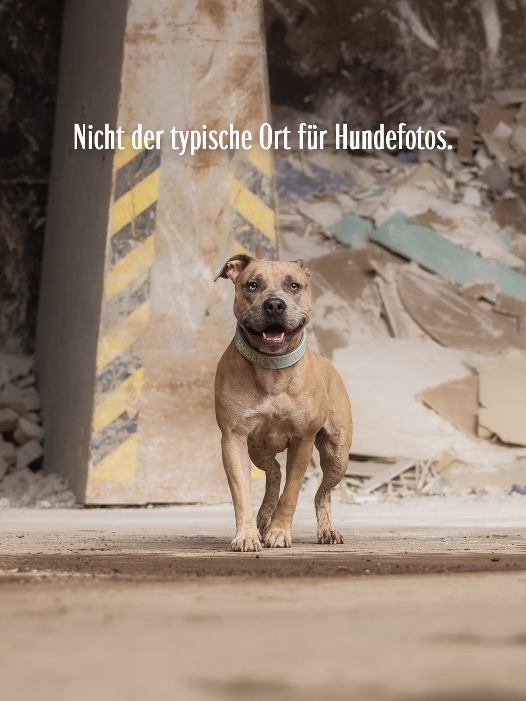 Nicht der typische Ort f&uuml;r Hundefotos. Ein Entsorgungshof in Duisburg. Mit Hunden aus dem Tierheim.

Was erstmal nicht zusammenpasst, hat an diesen zwei Tagen genau das Gegenteil gezeigt.
Zwischen Maschinen, Beton und allem, was man dort findet,