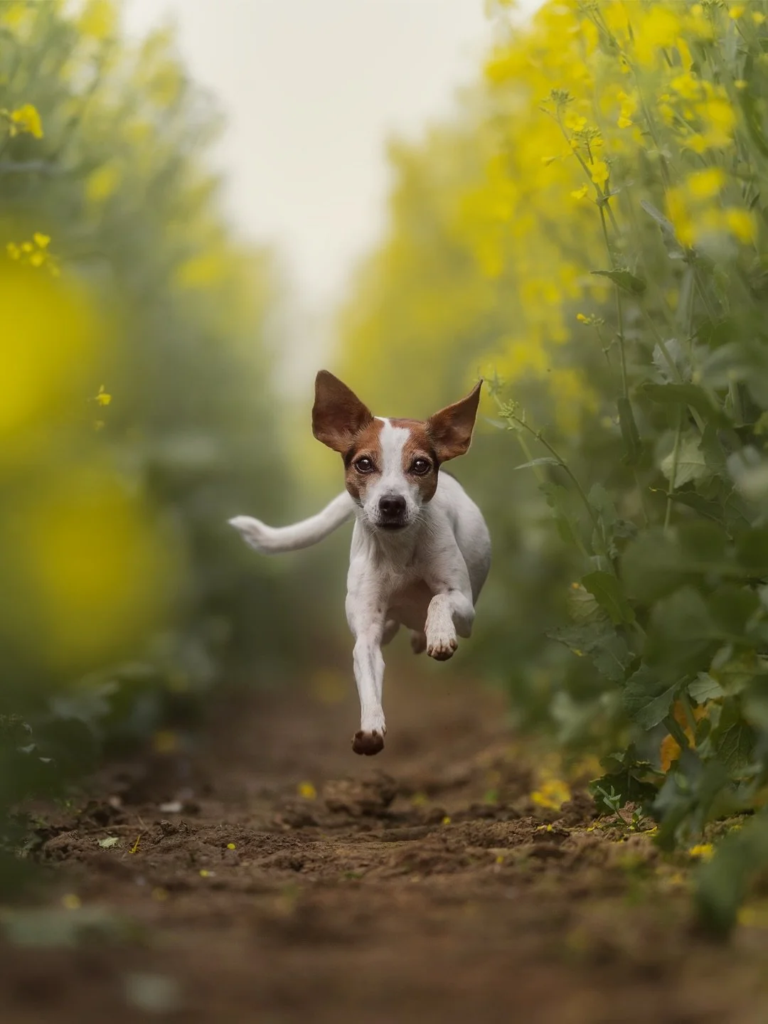 Maxi und Syra im Raps 😍💛

Zur Vorbereitung auf die Kalenderfotos f&uuml;rs Tierheim Duisburg musste ich ja ein wenig Spots scouten. Und inspiriert von einem der letzten Posts von der lieben @sinamoellerfotografie fiel mir ein, dass ich ja auch ne K