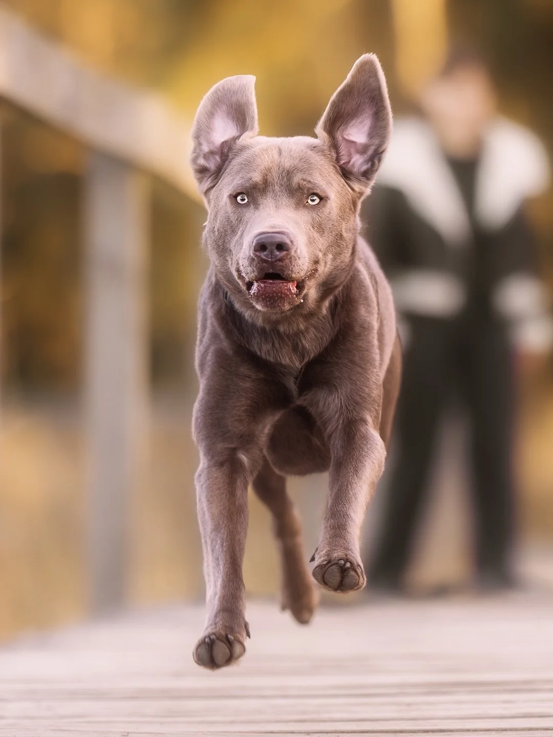 Ein kleiner weiterer Einblick zu meinem Jubil&auml;umsshooting, welches vor knapp drei Wochen stattgefunden hat. 

An diesem Tag durfte ich mit Baku und seinen Menschen einen wirklich sch&ouml;nen Spaziergang an einer meiner Lieblingslocations erlebe