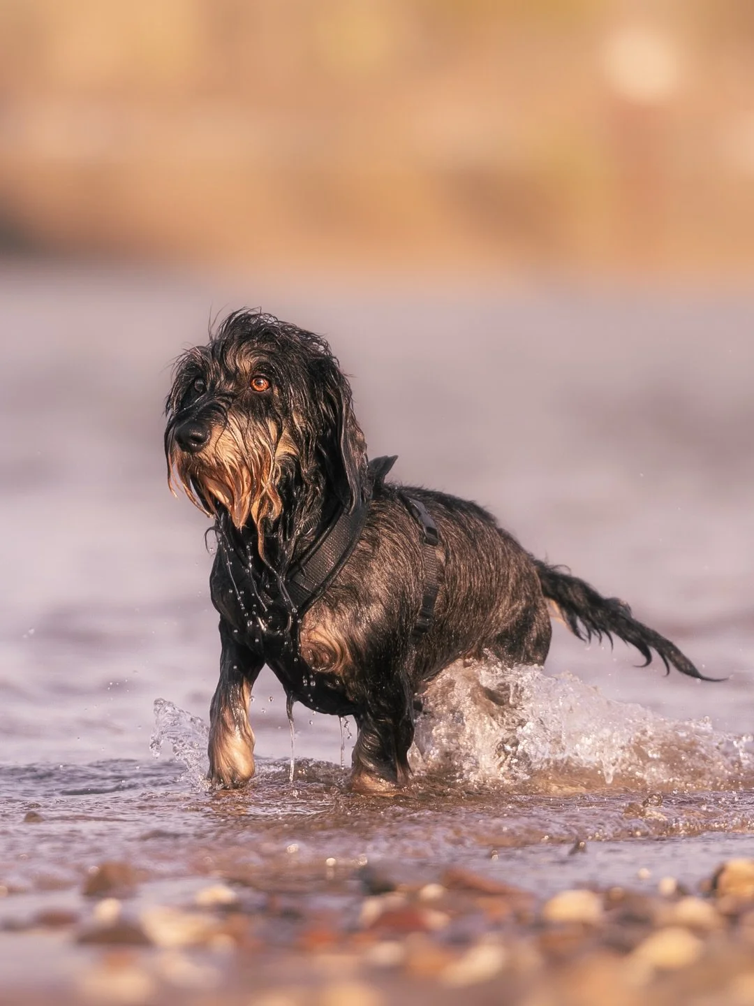 Paula liebt Wasser 😍

Bei unserer Session am Rhein vor nicht allzu langer Zeit war der Plan eigentlich nur eine kurze Session mit Fotos von Paula im Wasser einzulegen. Am Ende haben wir mehr Zeit im Wasser als mit den anderen Themen verbracht 🤷🏼&z